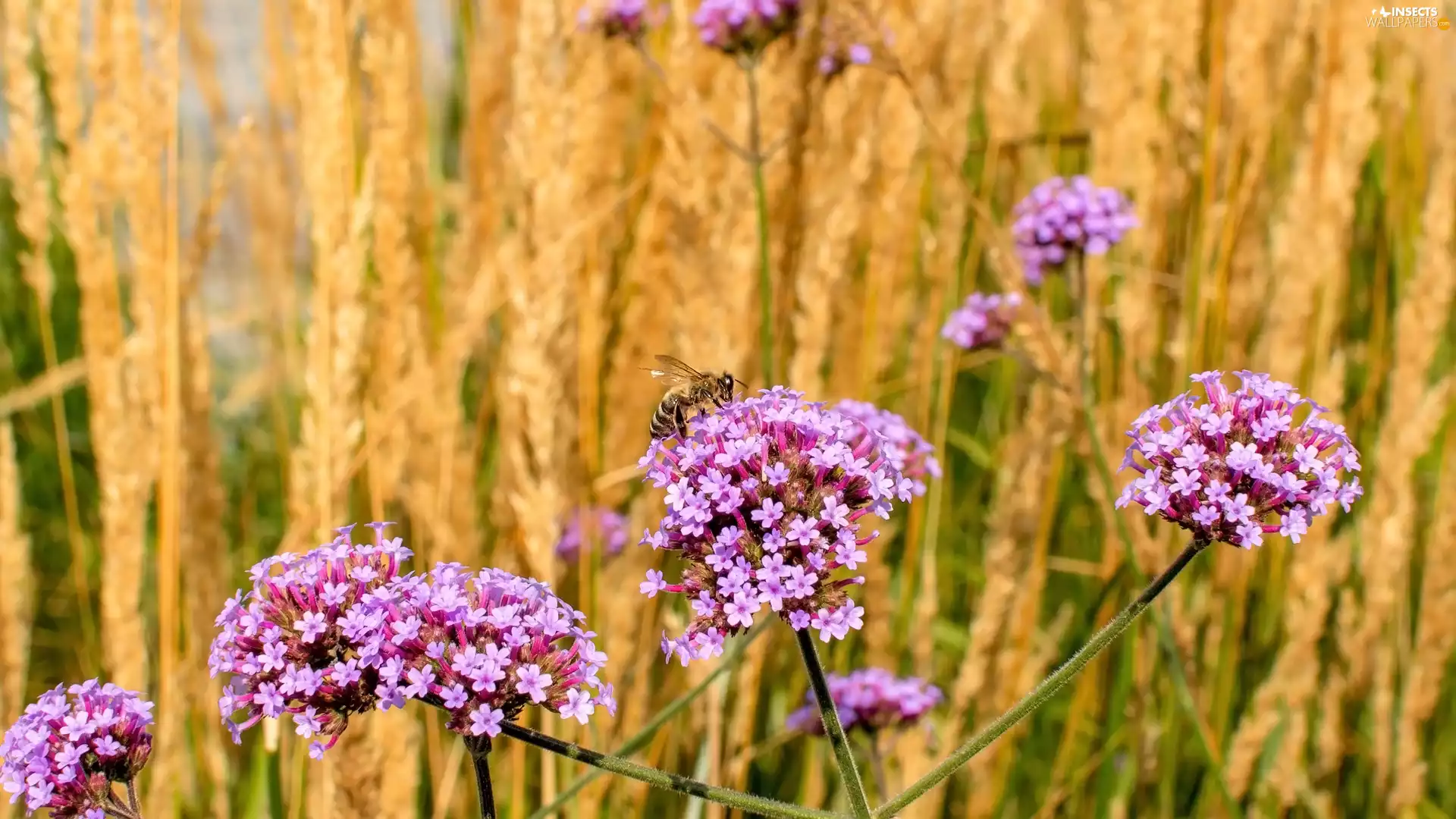 bee, Flowers, South American Vervain