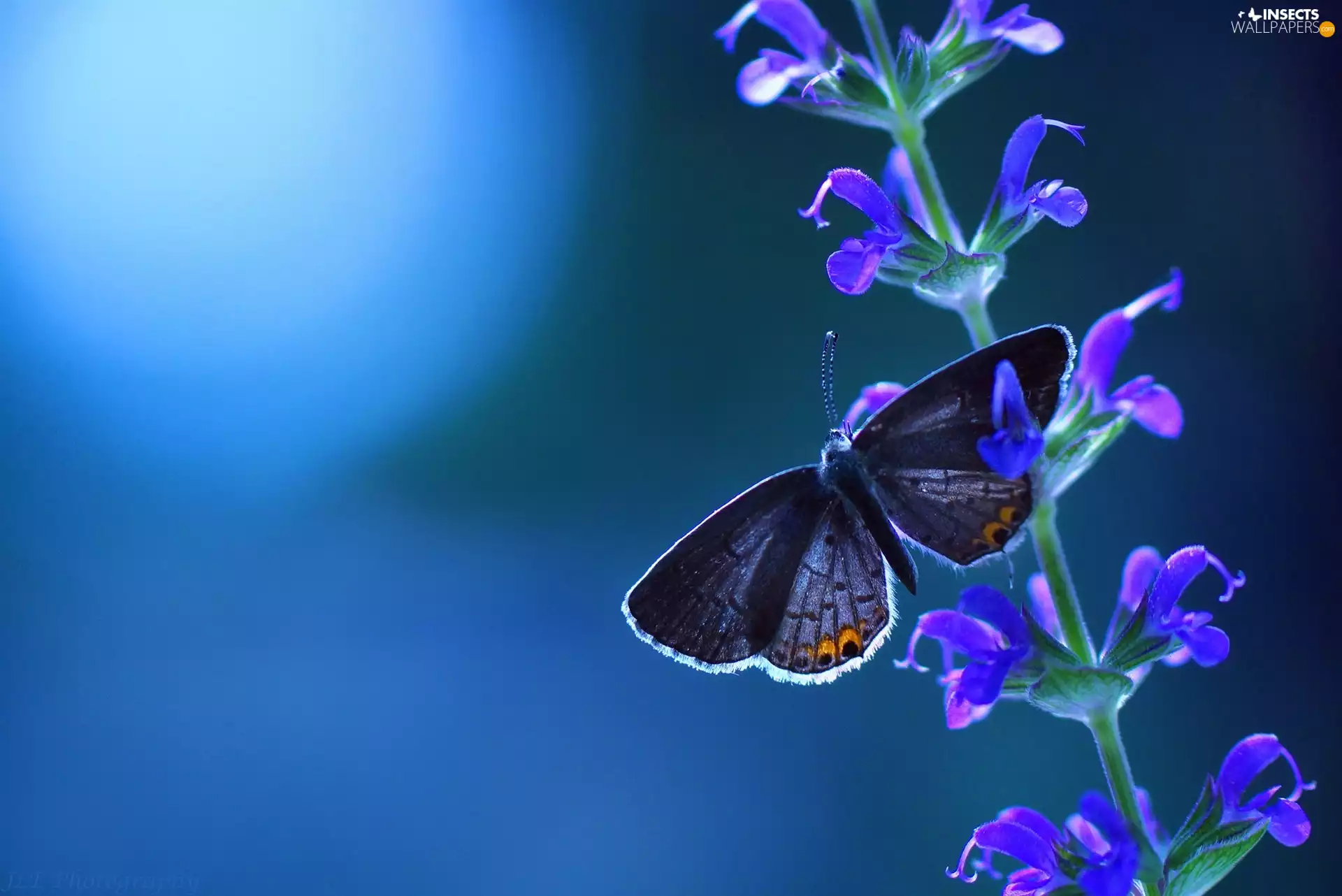 Flowers, butterfly, stalk