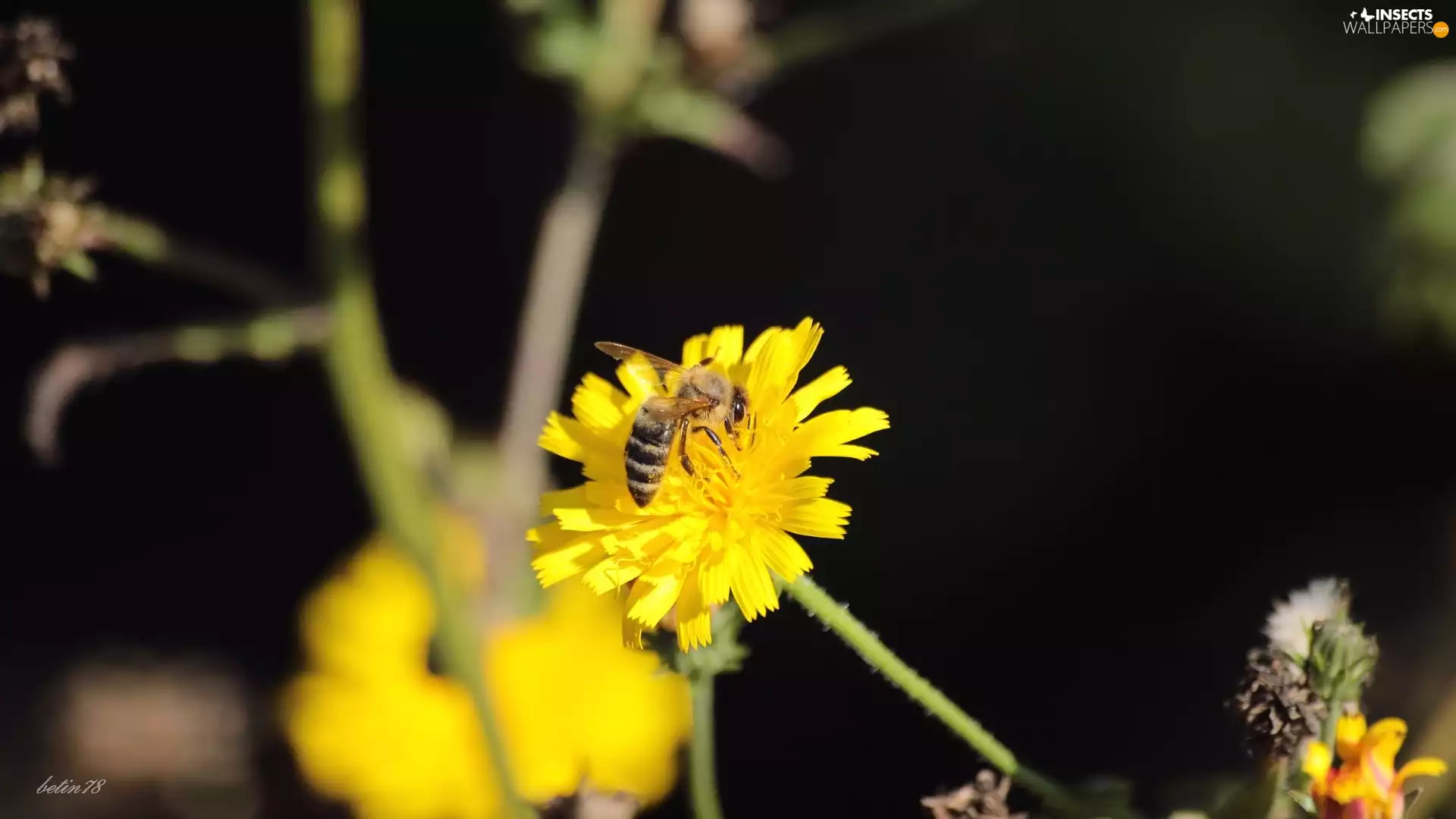 summer, bee, Colourfull Flowers