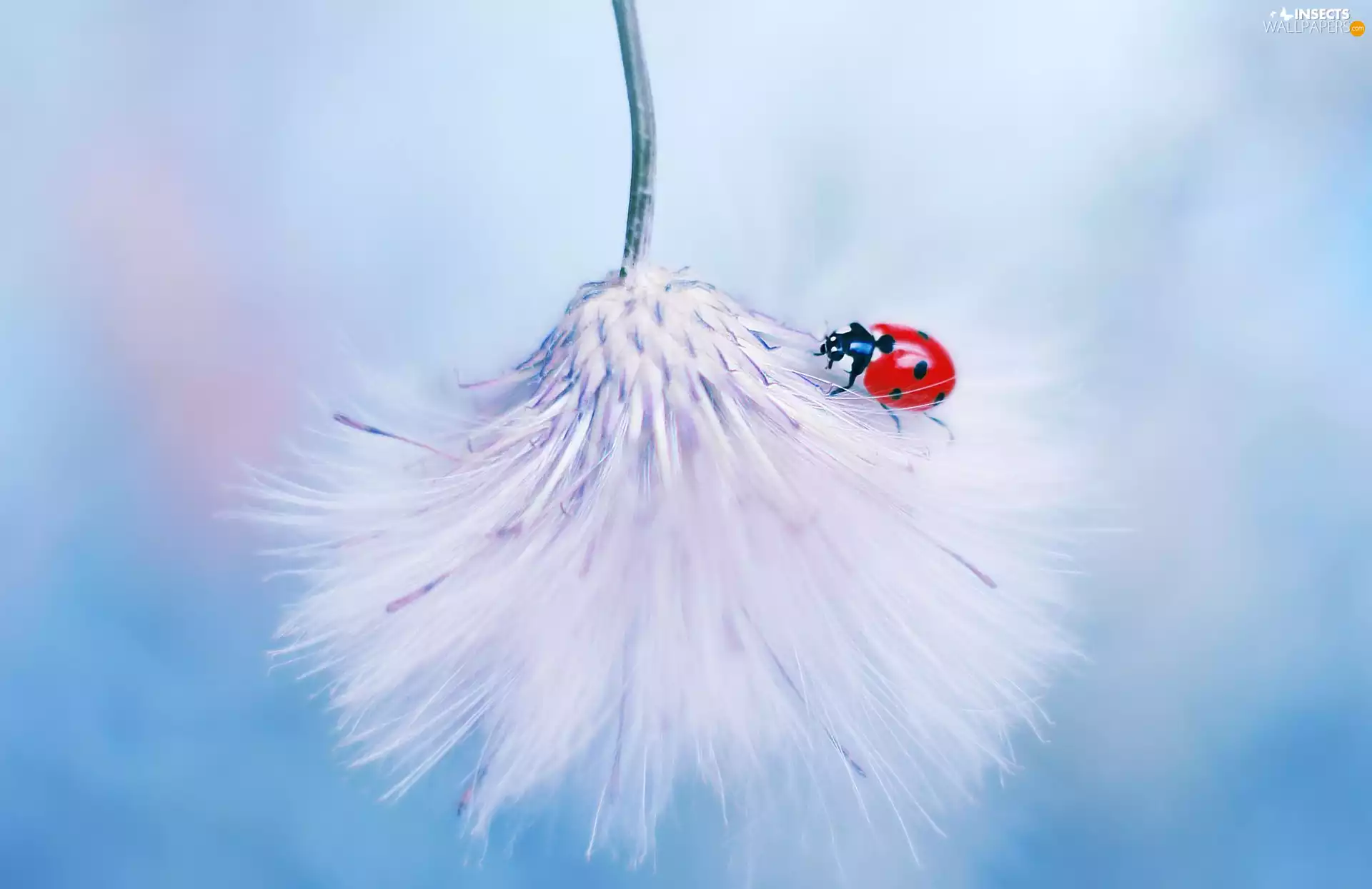 Thistle, ladybird, Colourfull Flowers