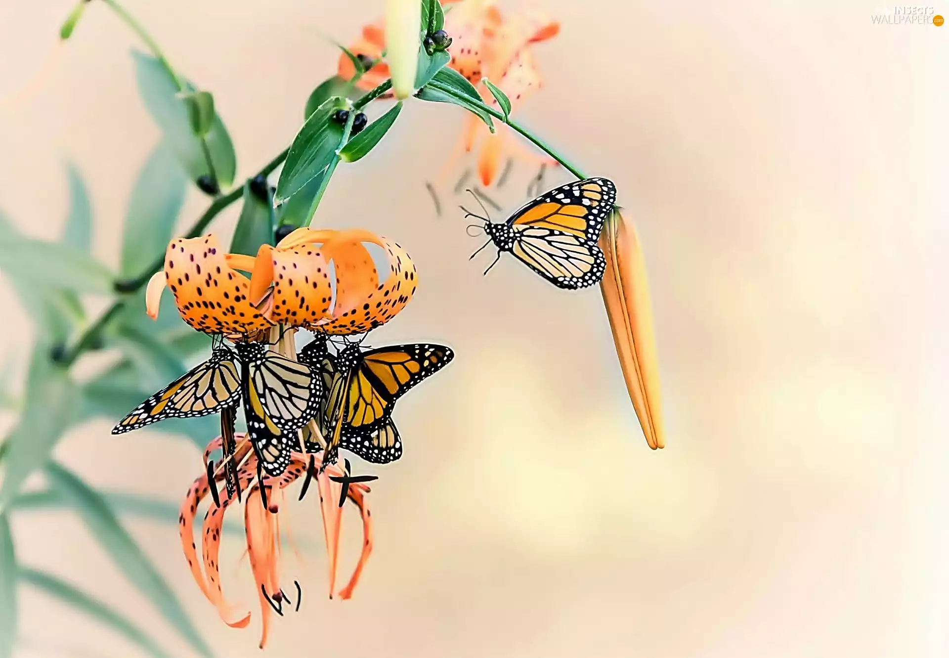 insects, Flowers, Tiger lily, butterflies