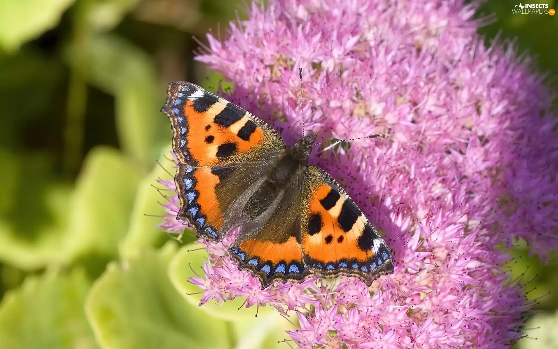 butterfly, Pink, Colourfull Flowers, Small Tortoiseshell