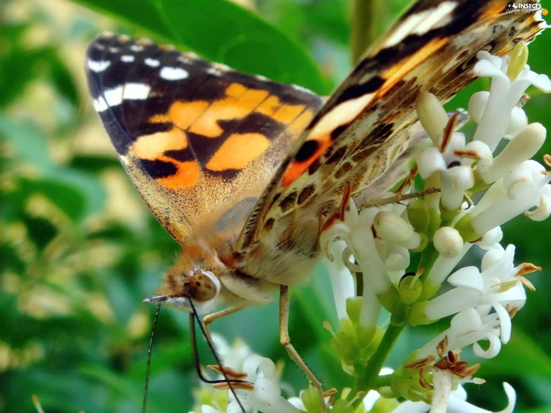 Flowers, butterfly, trumpet