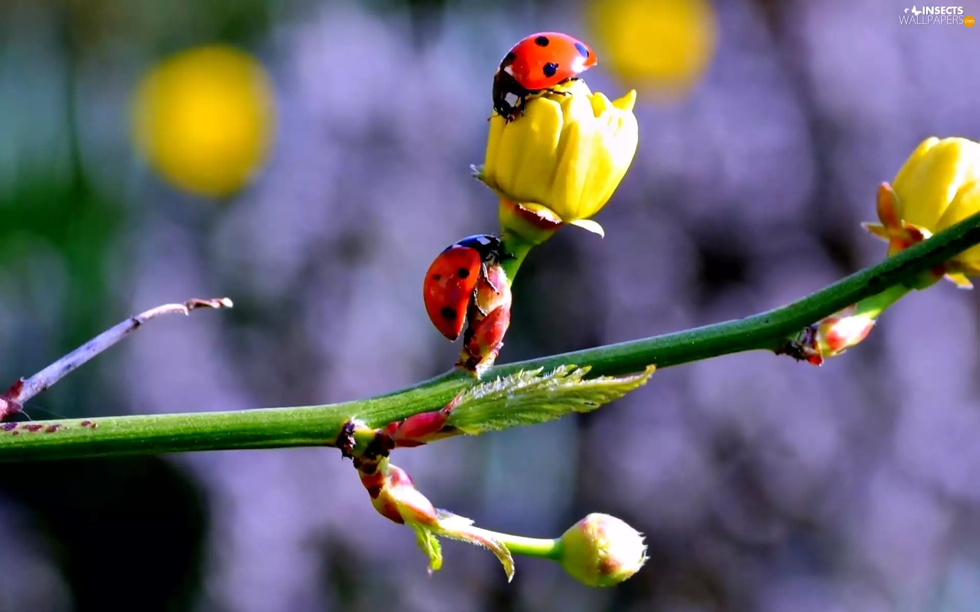 twig, ladybugs, Spring, Flowers