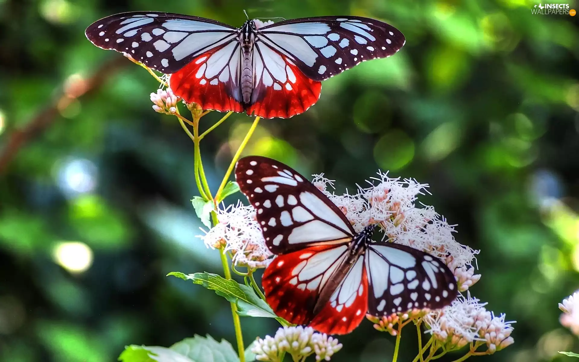 Colourfull Flowers, Two cars, butterflies
