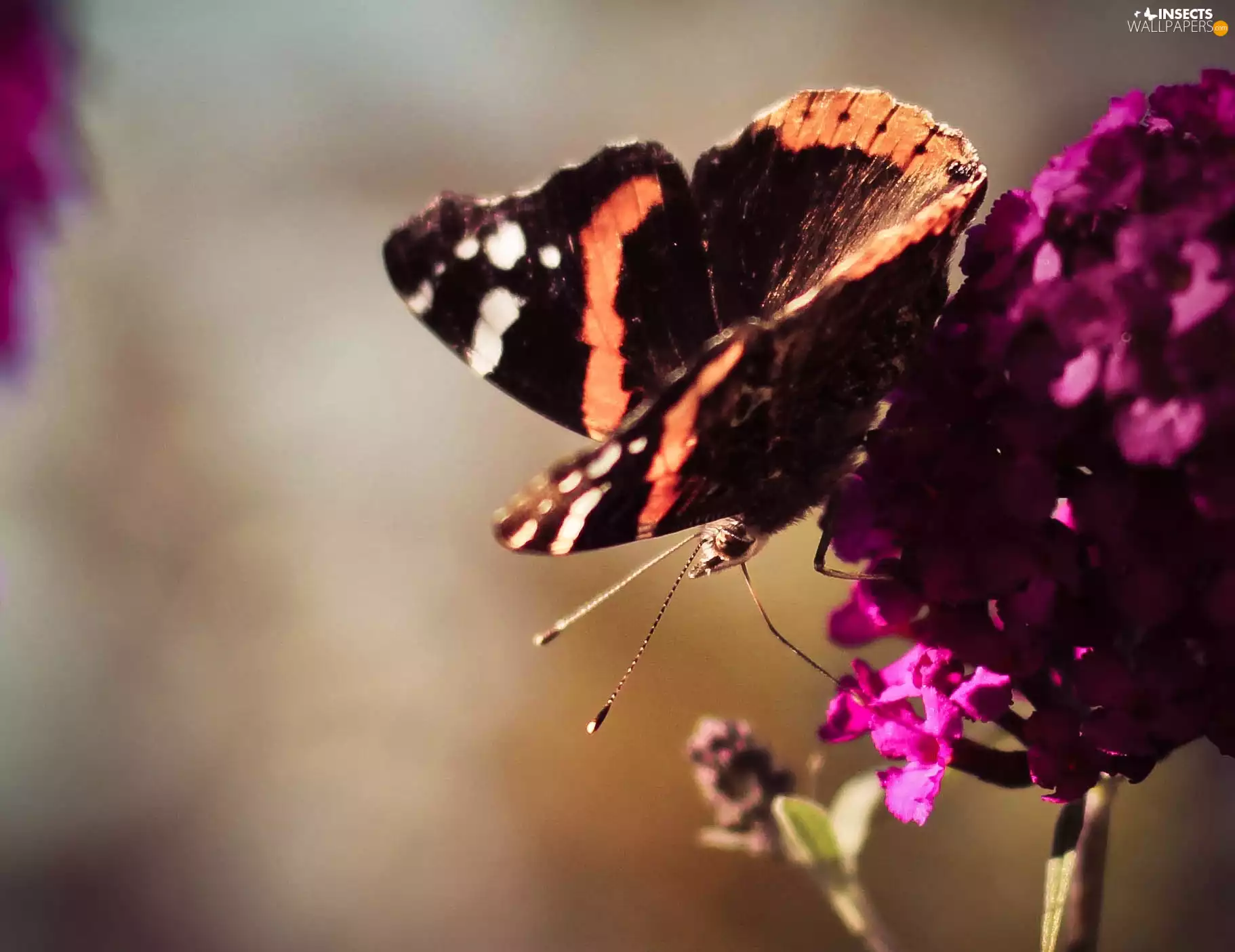 purple, Flowers, undine, admiral, butterfly