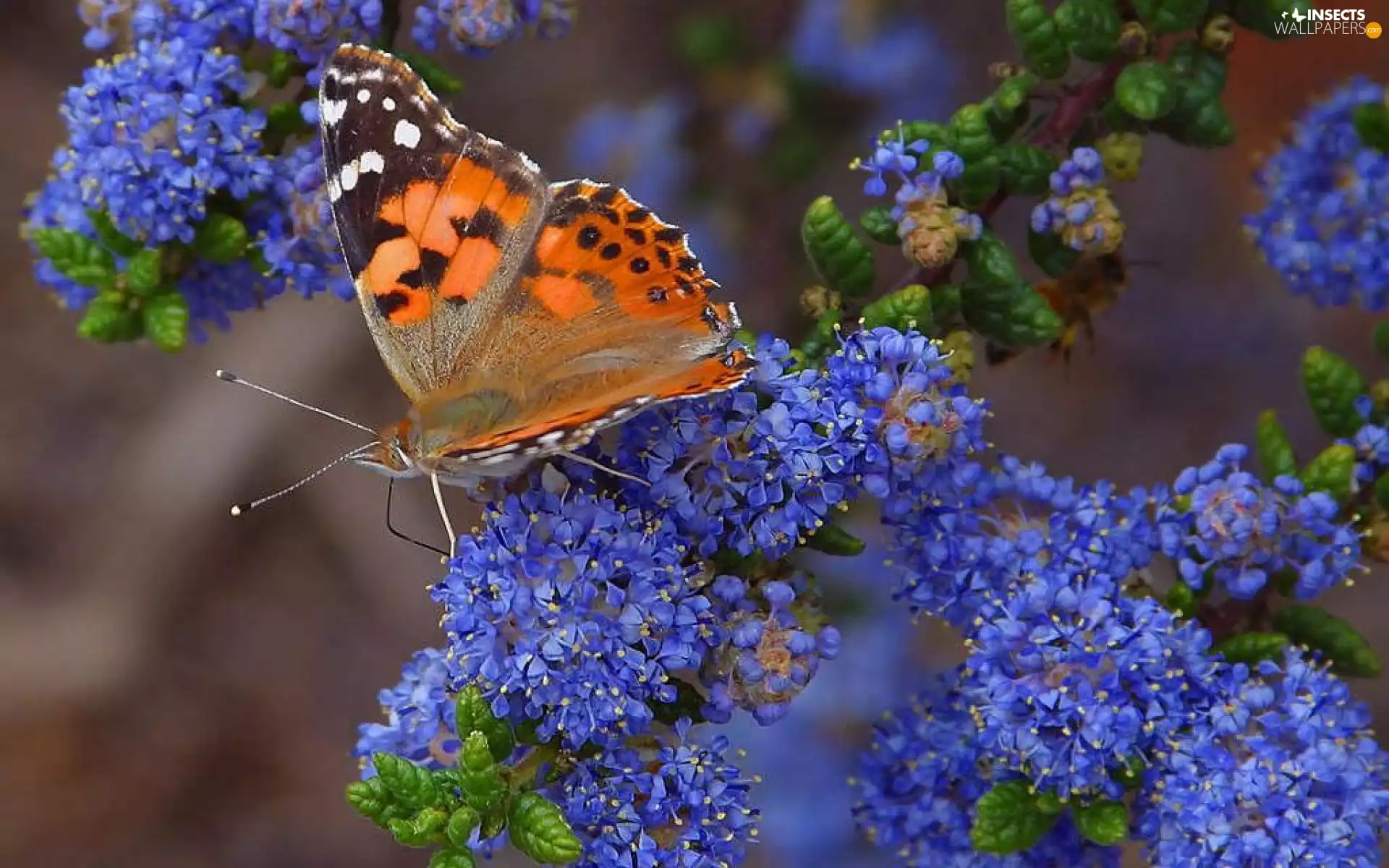 Blue, Flowers, undine, Cardui, butterfly