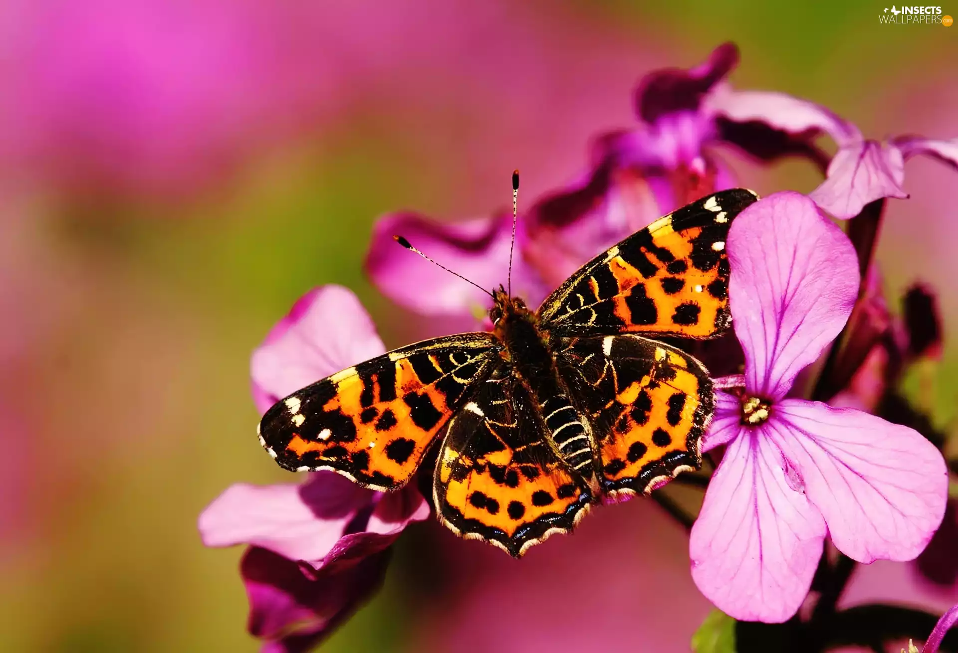 Pink, Flowers, undine, Levana, butterfly