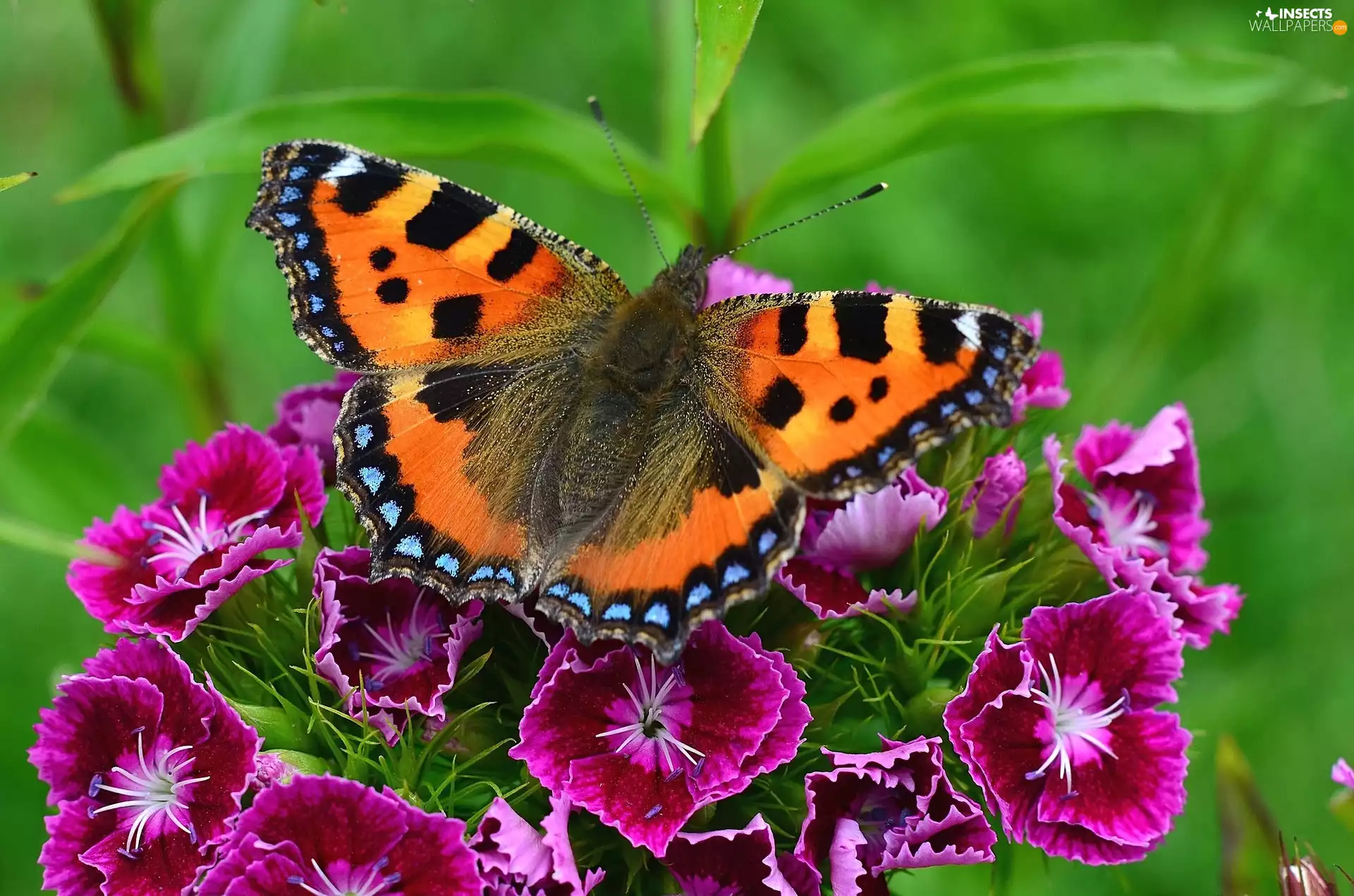Pink, Flowers, undine, tortoiseshell, butterfly