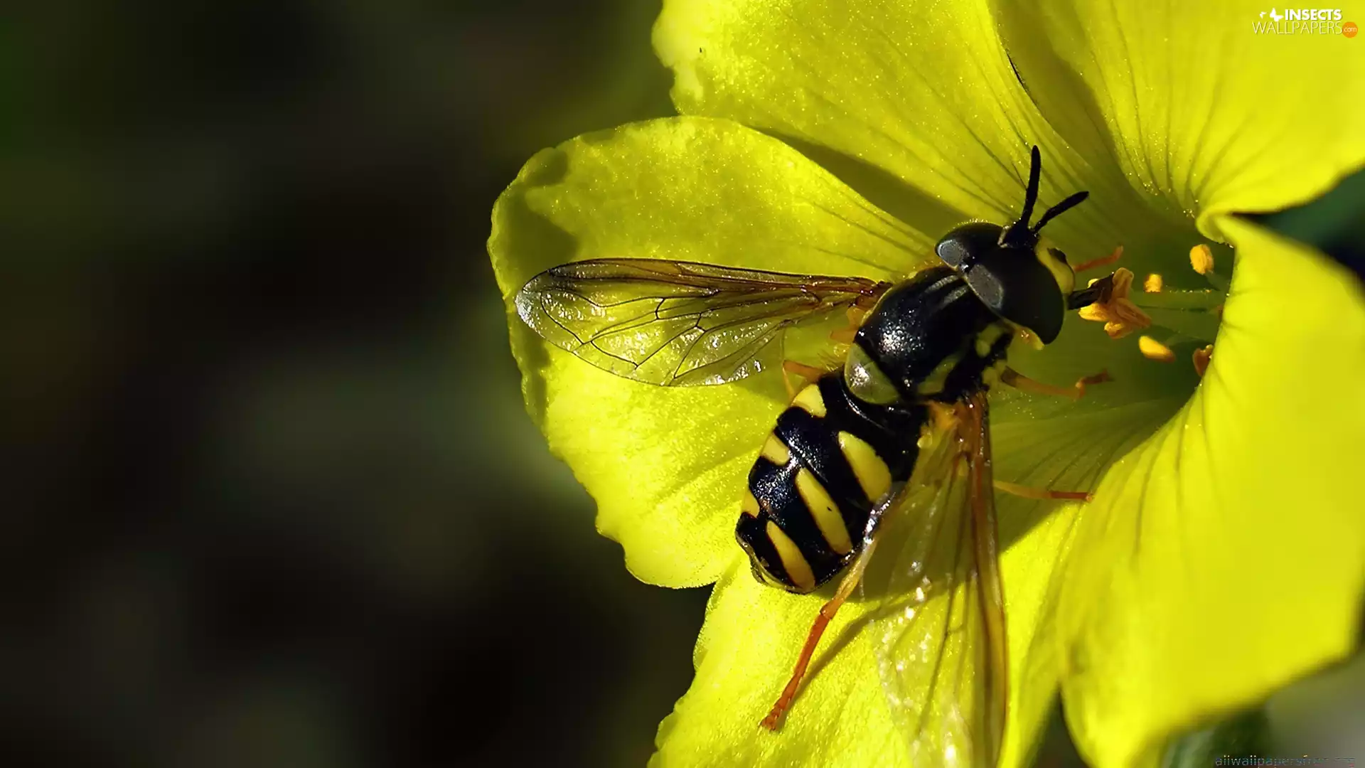 wasp, Yellow, Colourfull Flowers