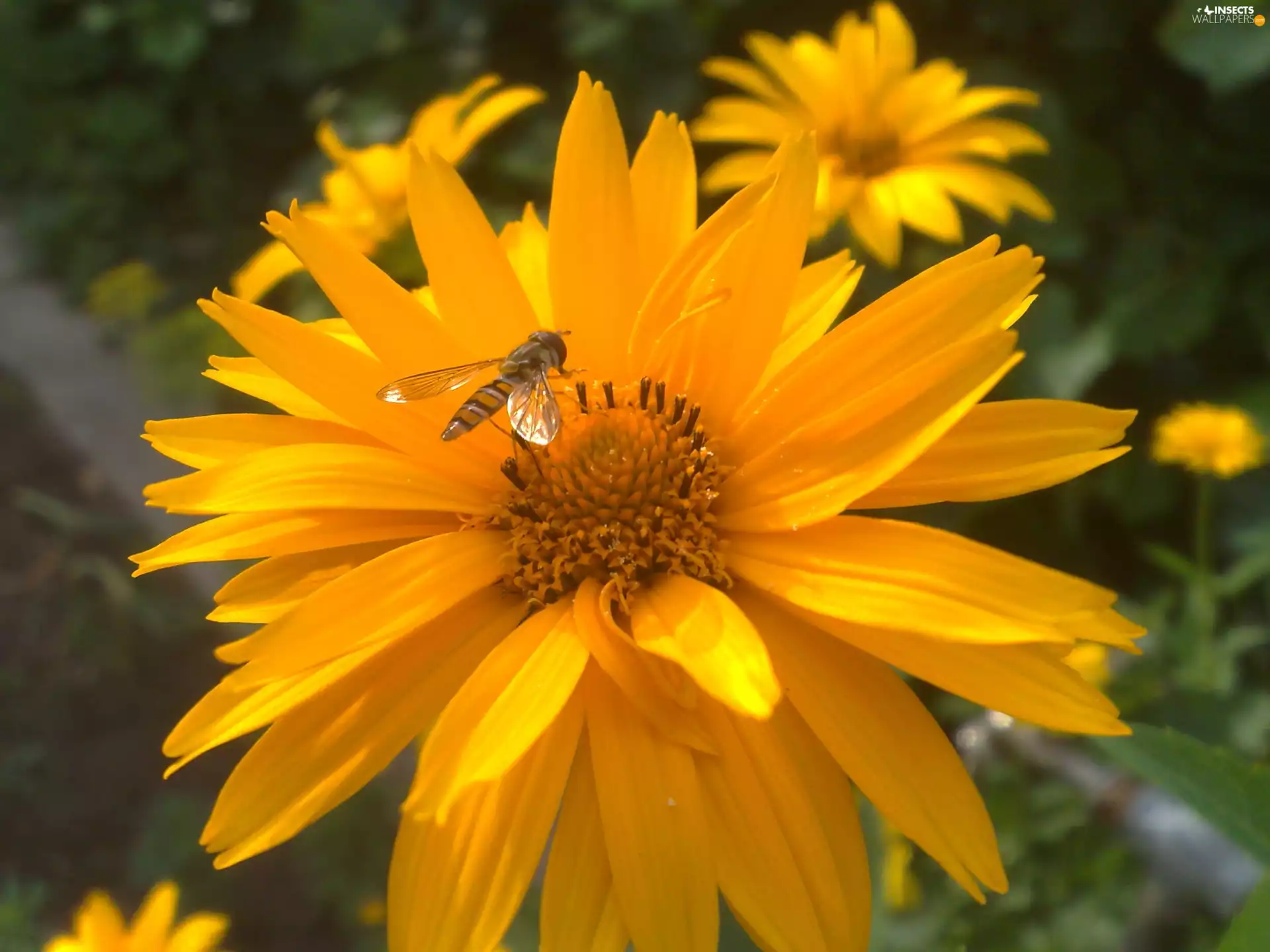wasp, Yellow, Colourfull Flowers