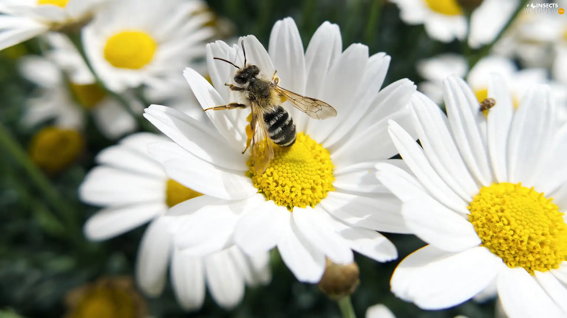 White, daisy, bee, Flowers