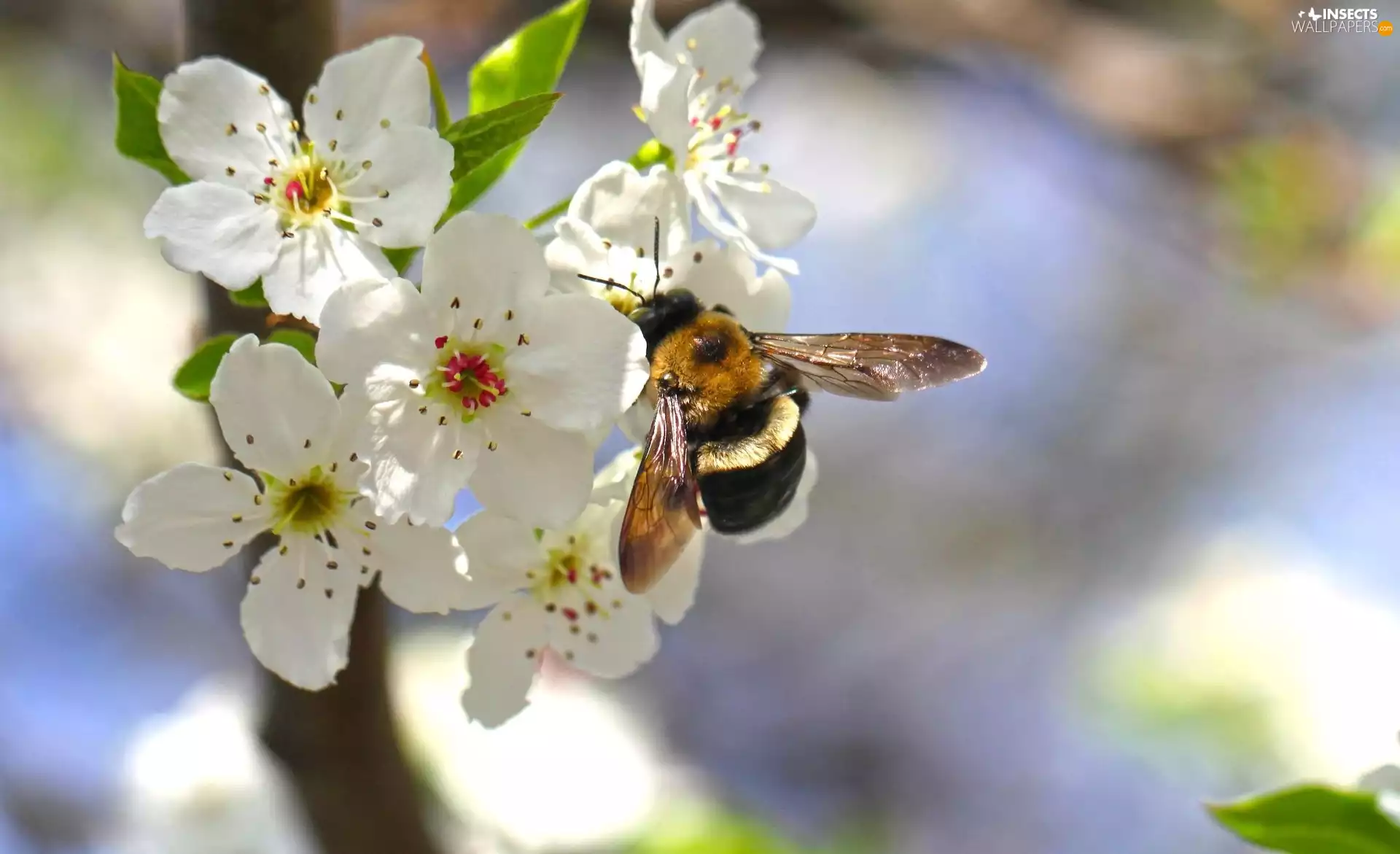White, kirsch, bee, Flowers