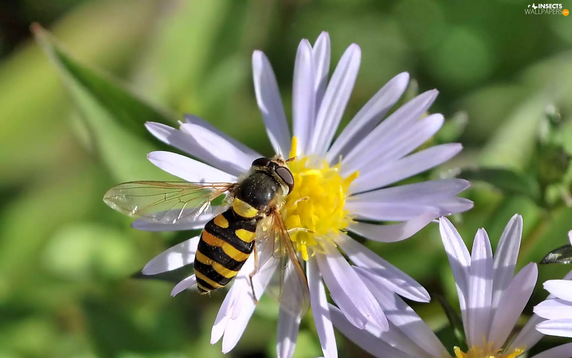 Flowers, bee, White