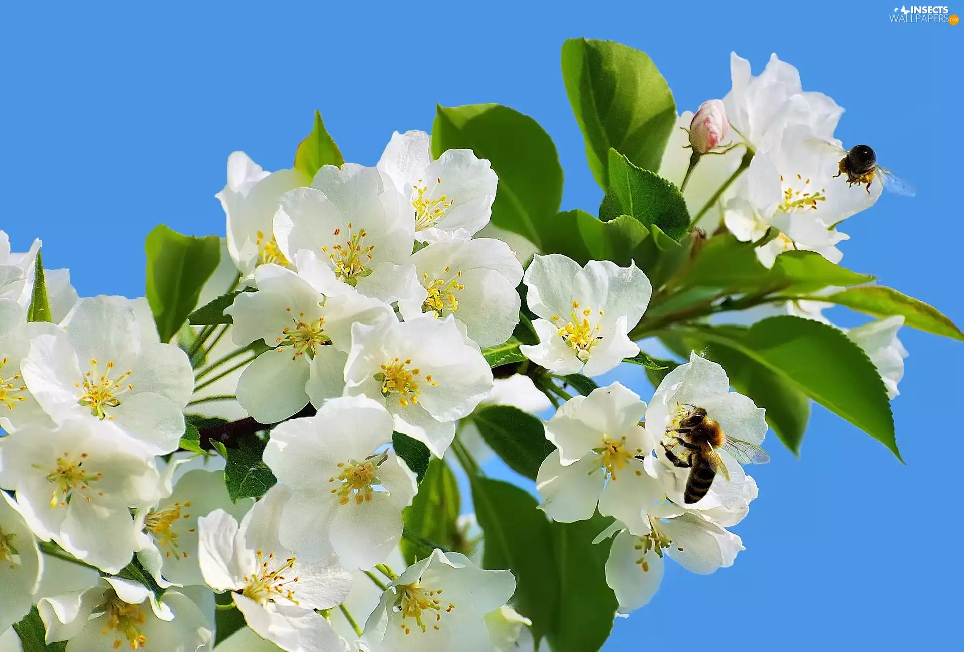 White, Spring, Bees, Flowers