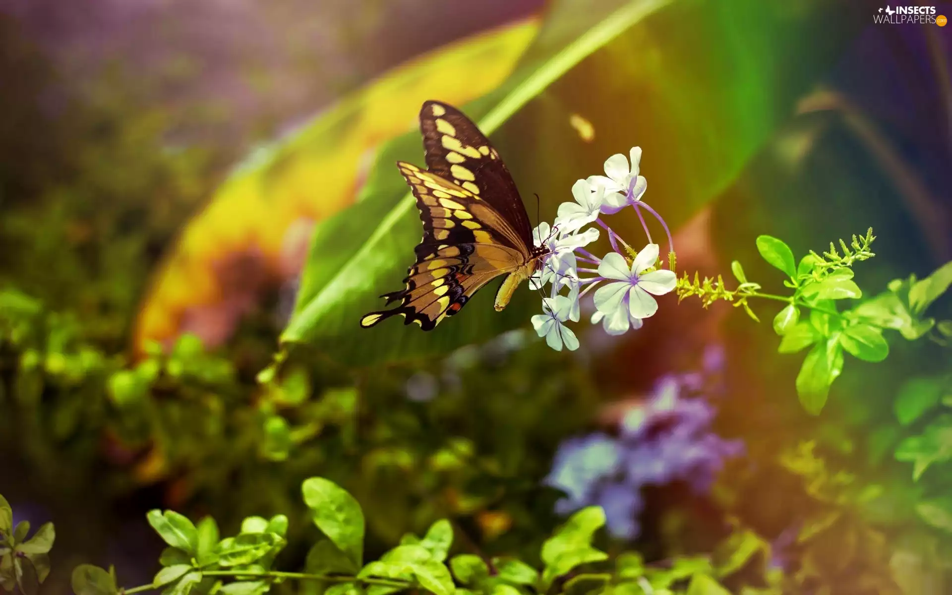 Flowers, butterfly, White