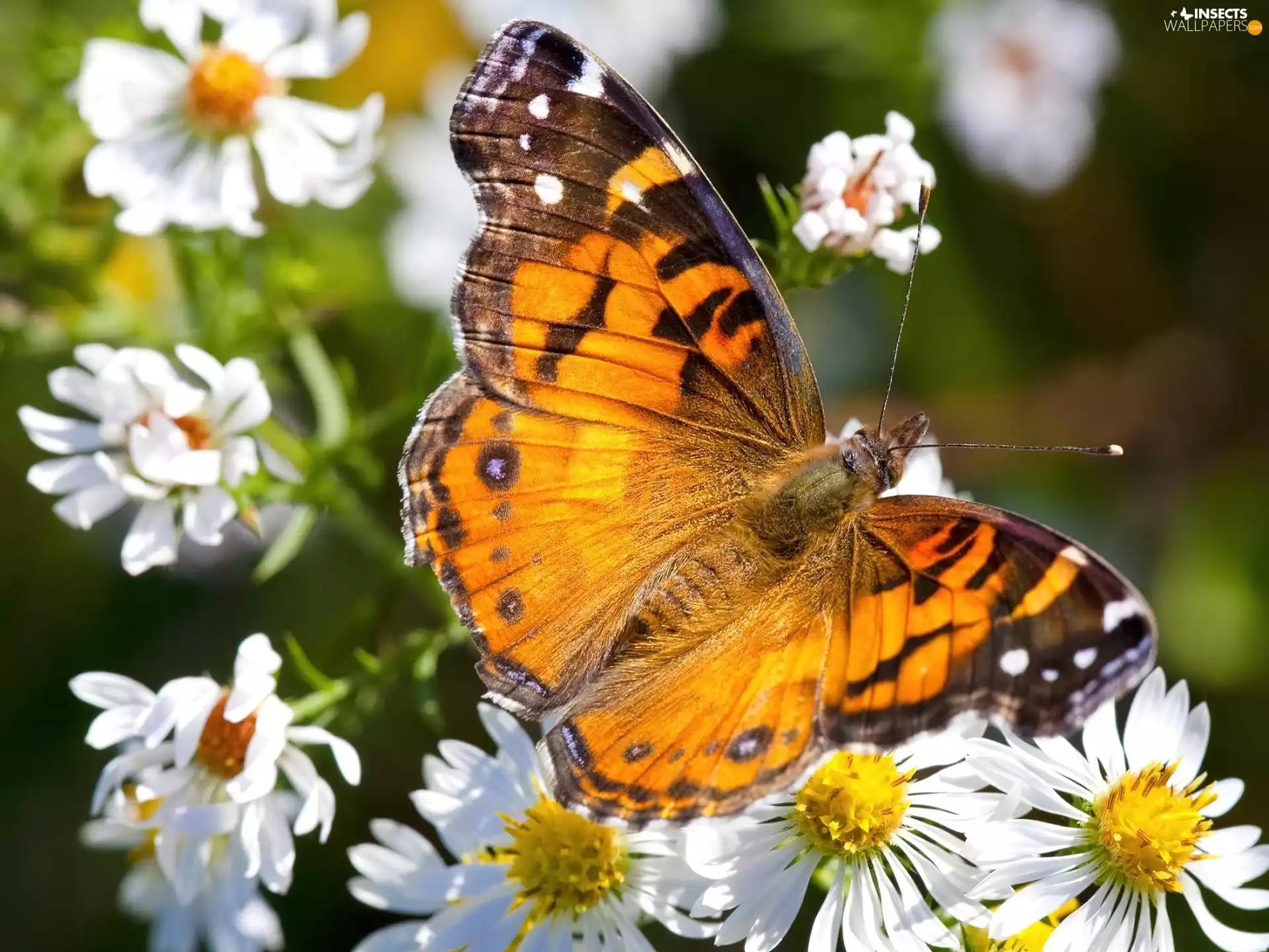 Flowers, butterfly, White