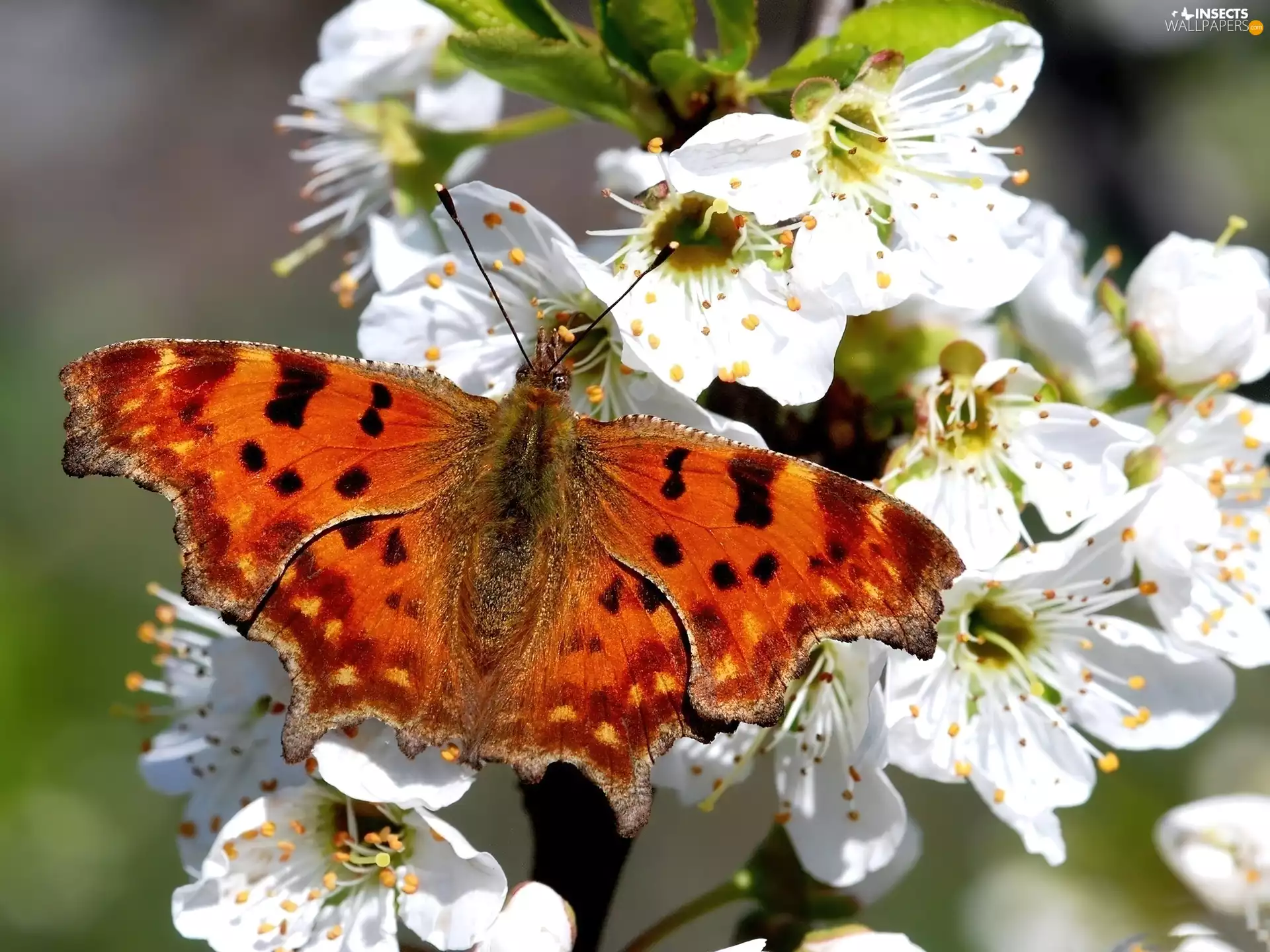 White, Orange, butterfly, Flowers