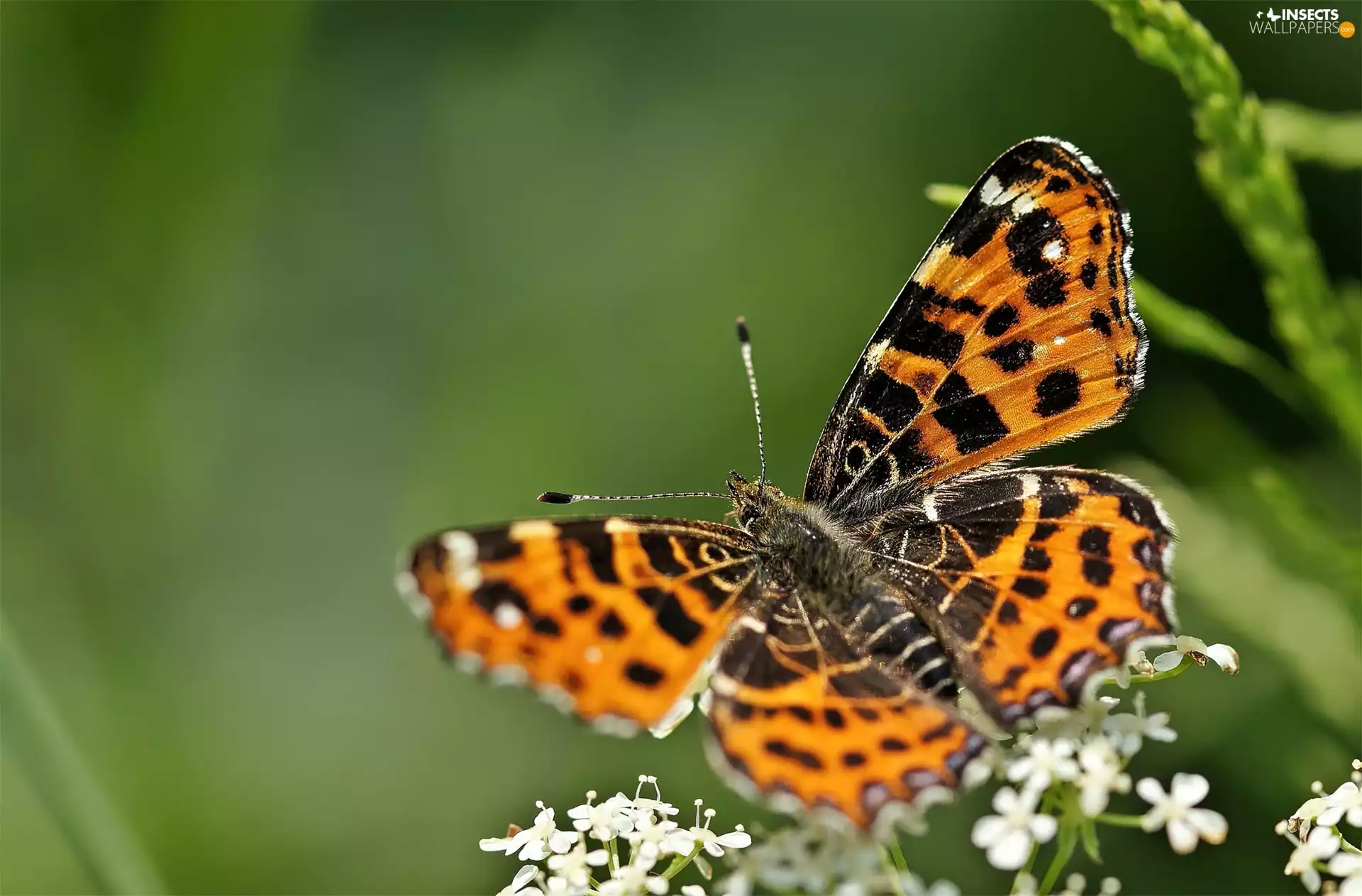flowers, butterfly, White