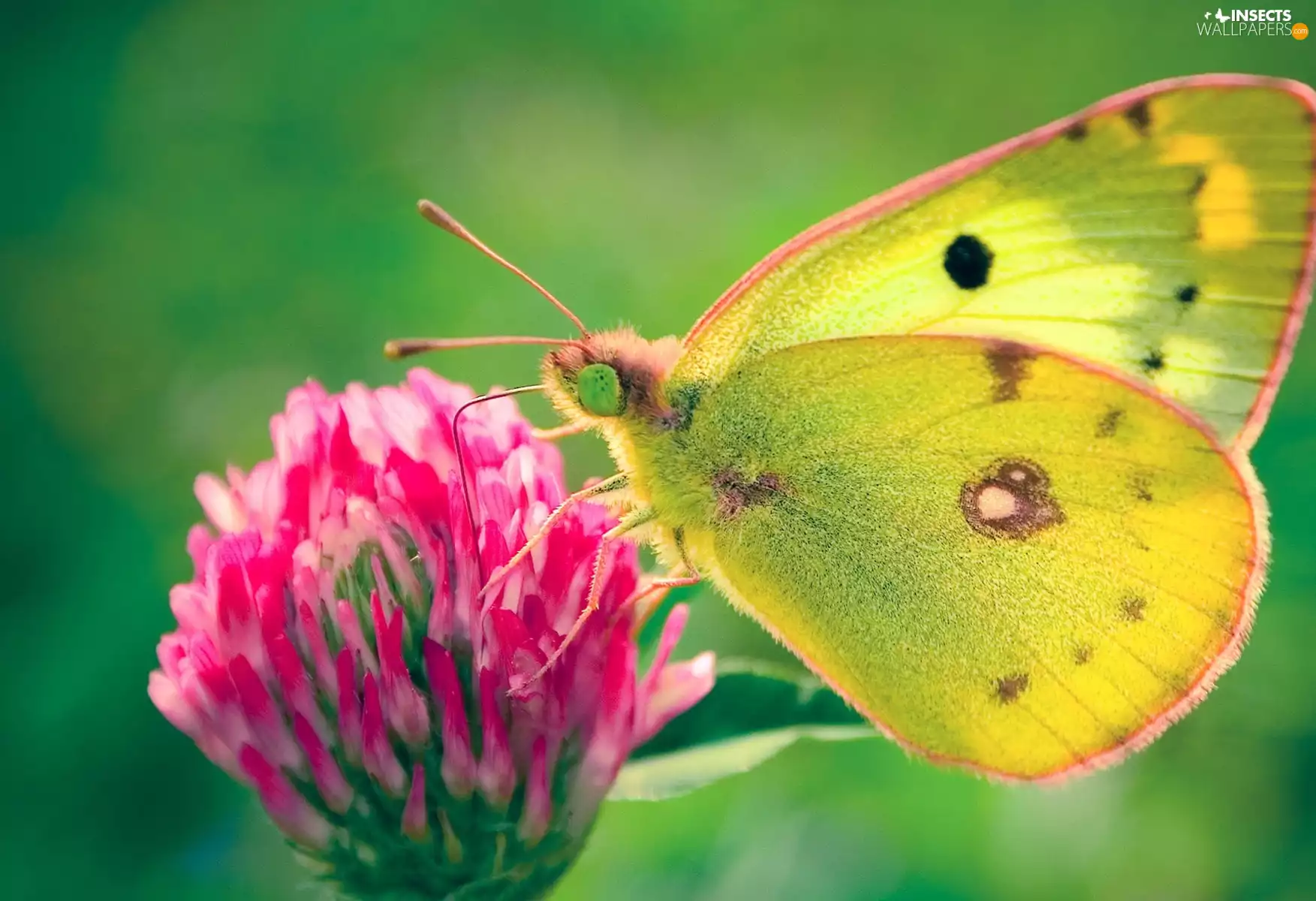 wings, butterfly, Colourfull Flowers