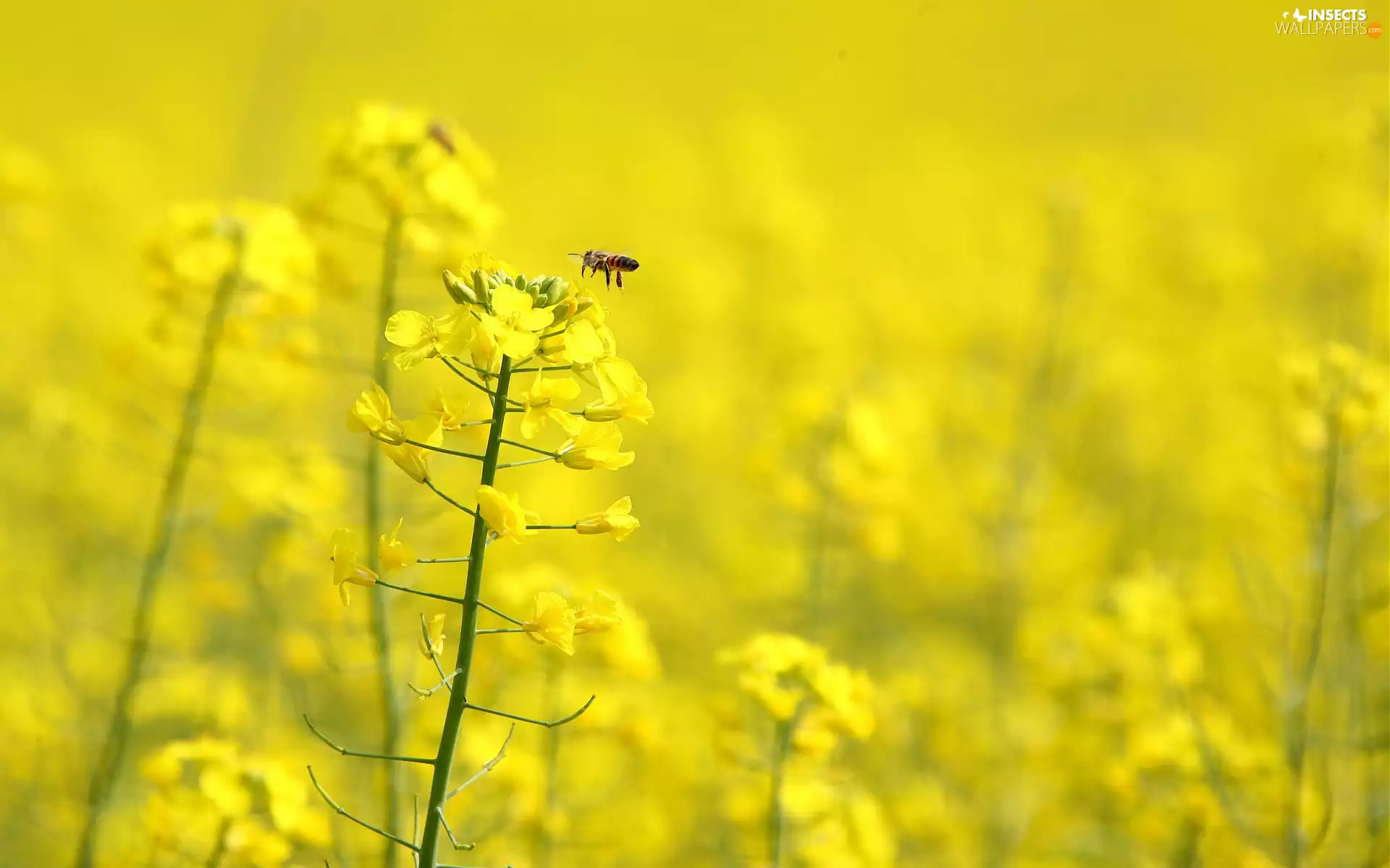 Yellow, rape, Bee, Flowers