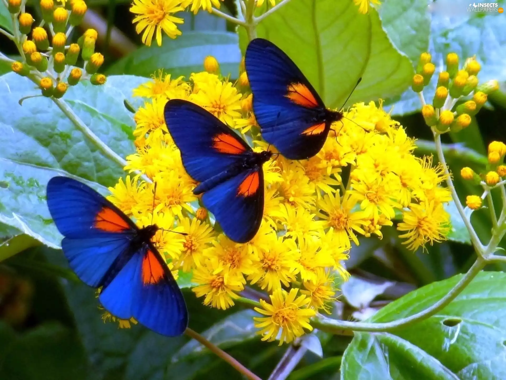 Yellow, Blue, butterflies, Flowers