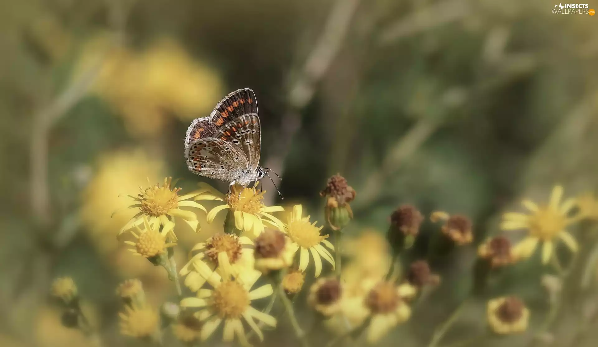 Flowers, butterfly, Yellow