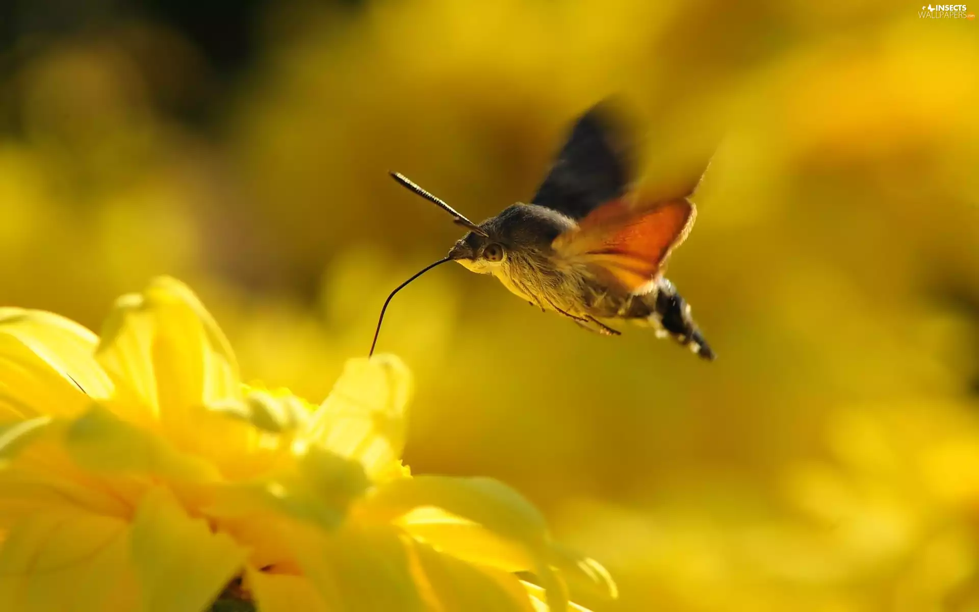 Fruczak Dove, Colourfull Flowers, Moth, Yellow