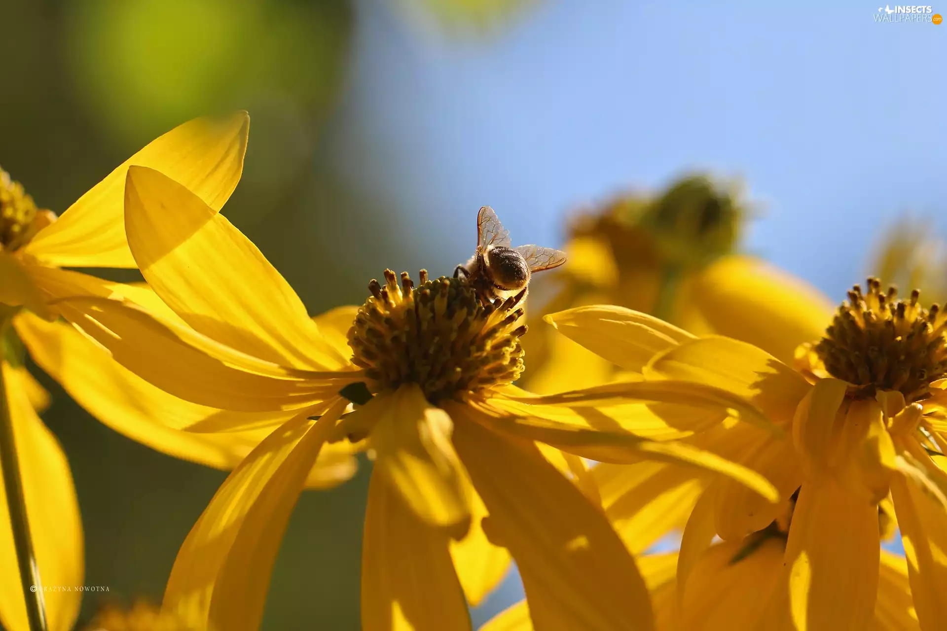 Yellow, bee, Insect, Flowers