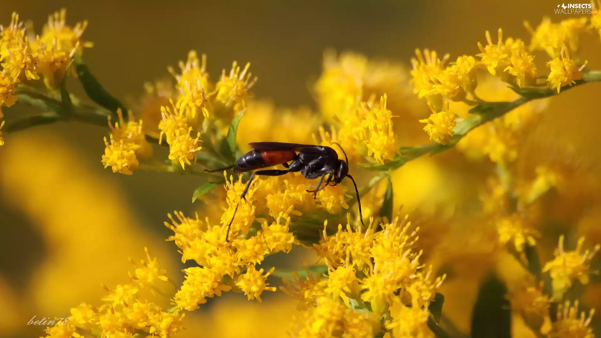 flowers, Insect, Yellow