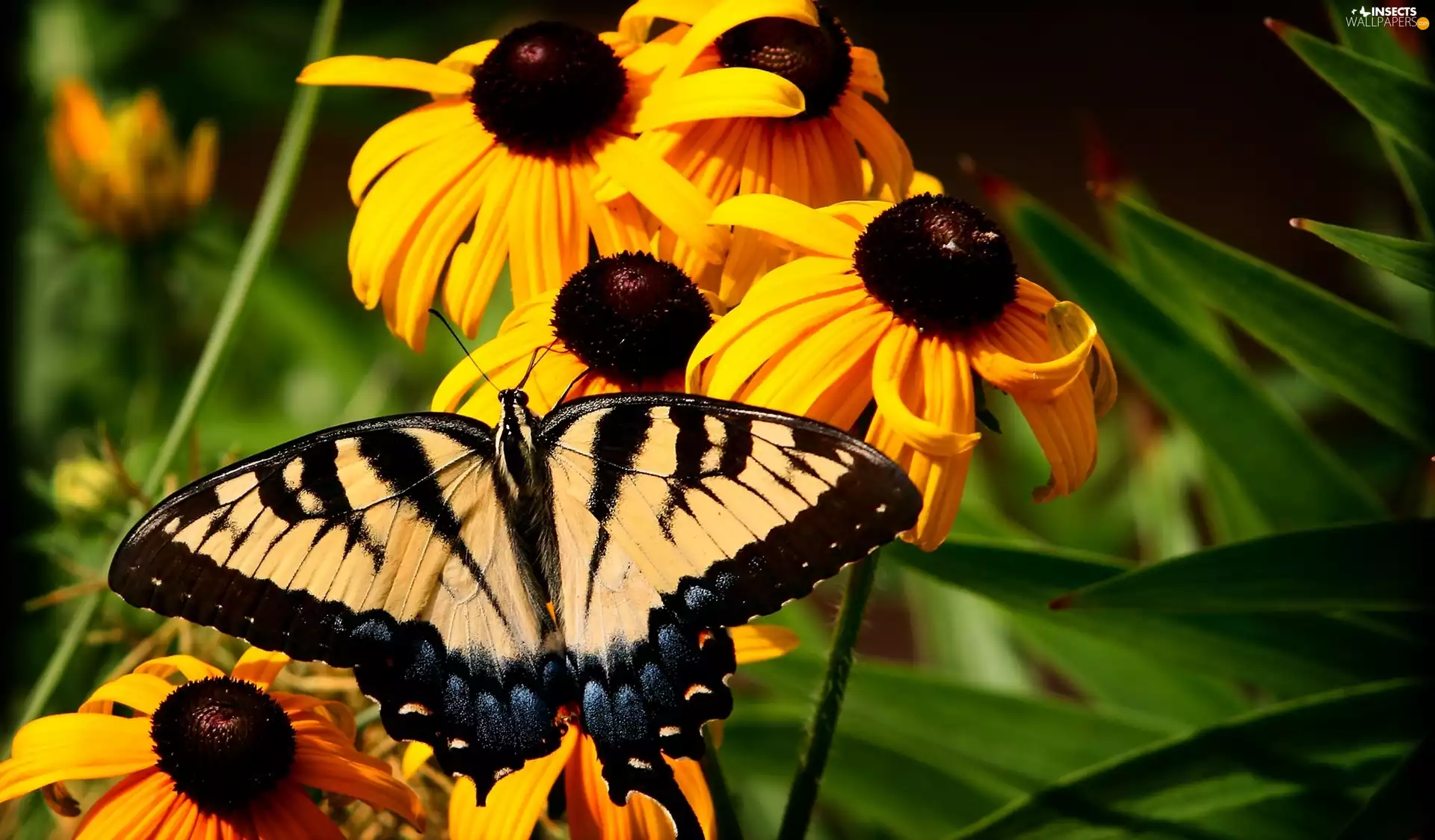 butterfly, Oct Queen, Flowers, Rudbeckia, Yellow