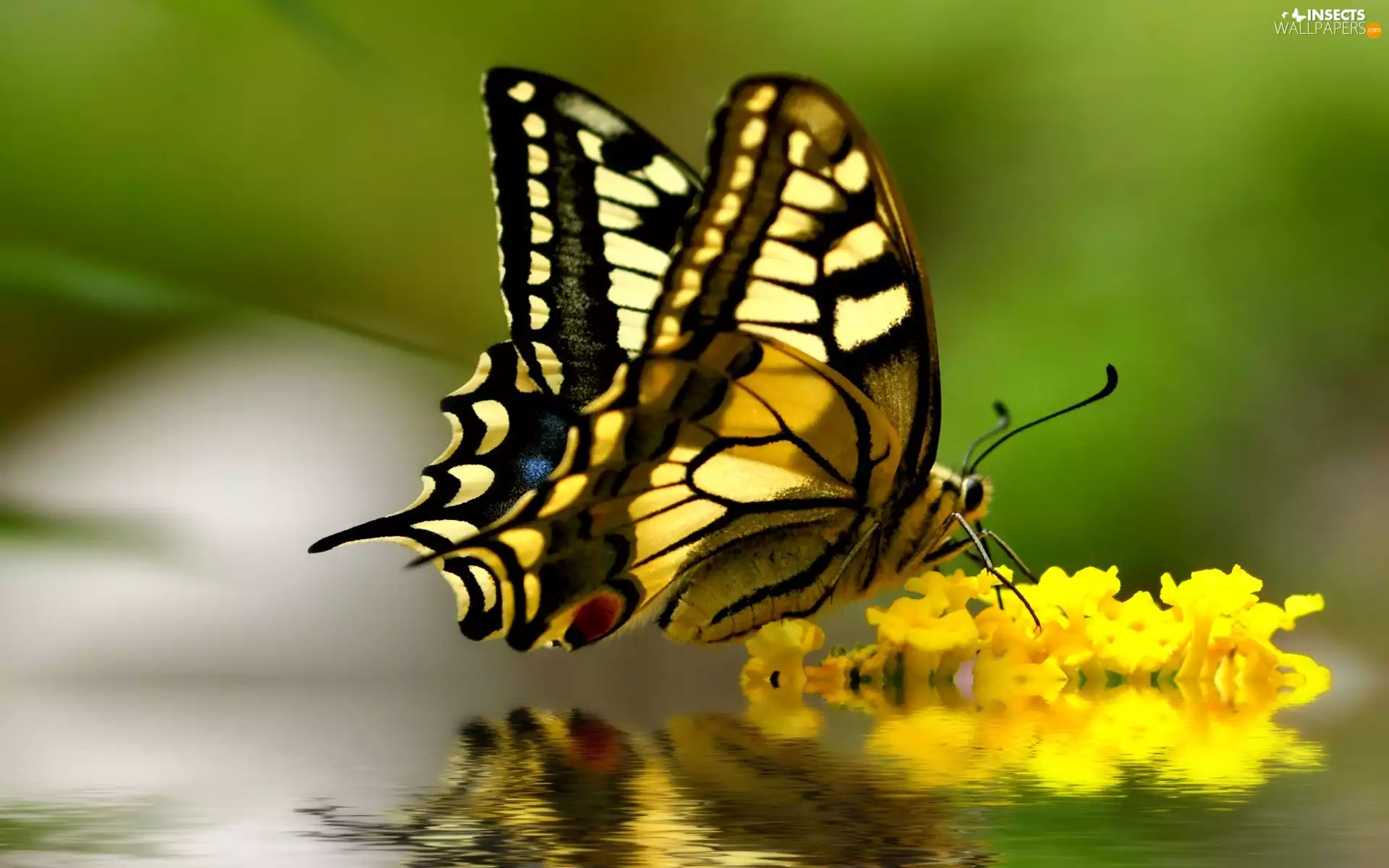 Oct Queen, reflection, Flowers, butterfly, Yellow