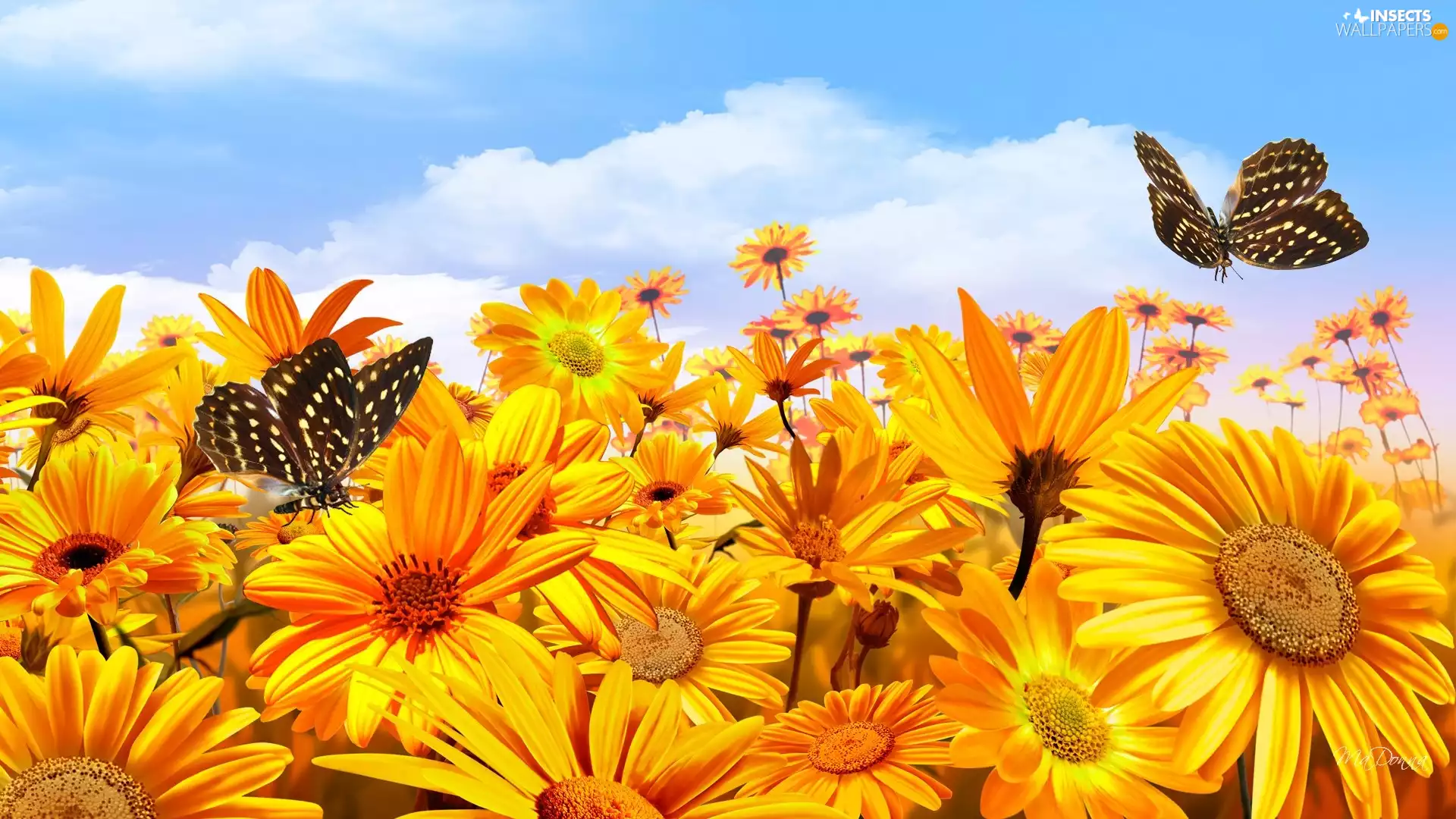 Yellow, butterflies, Sky, Flowers