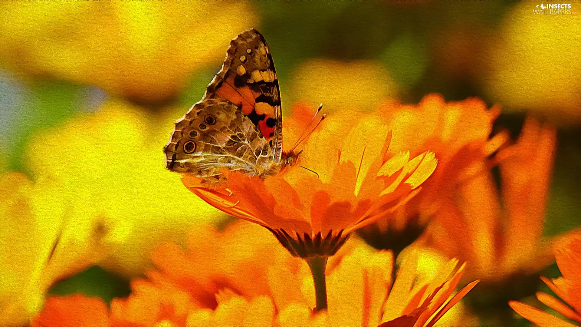 Yellow, butterfly, texture, Flowers