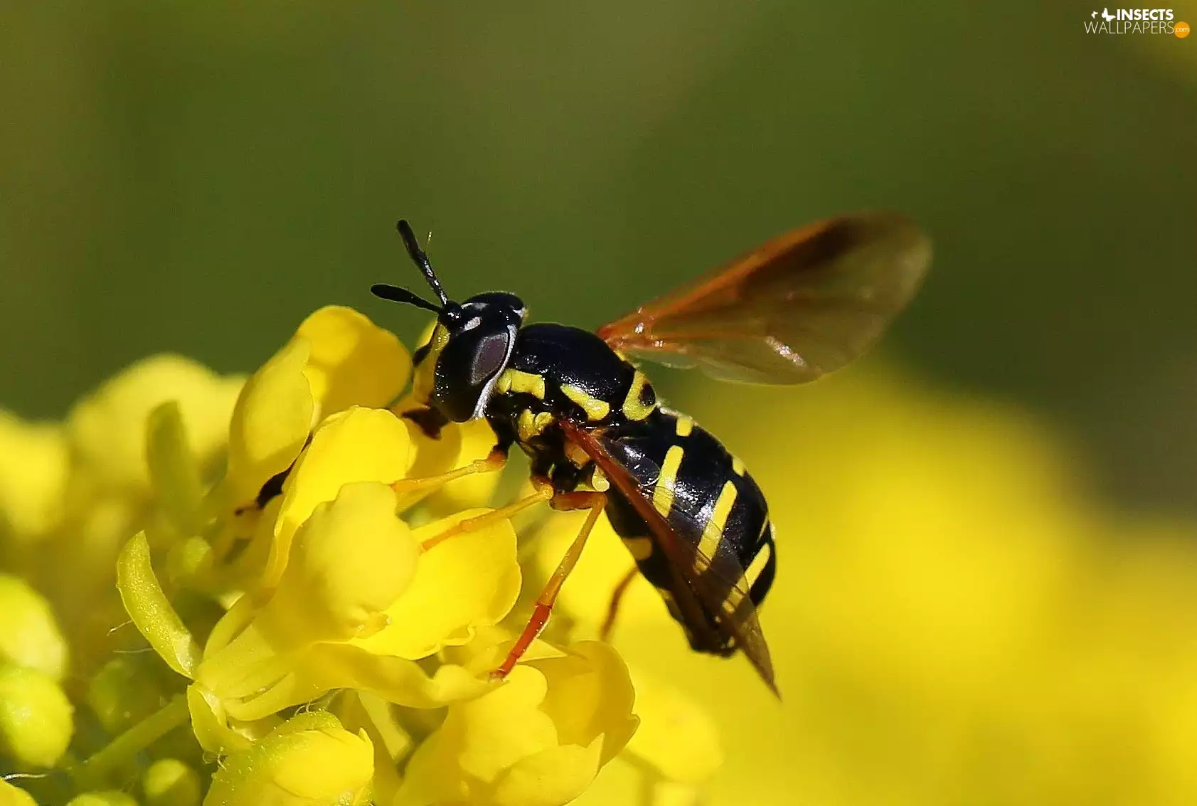 Flowers, wasp, Yellow