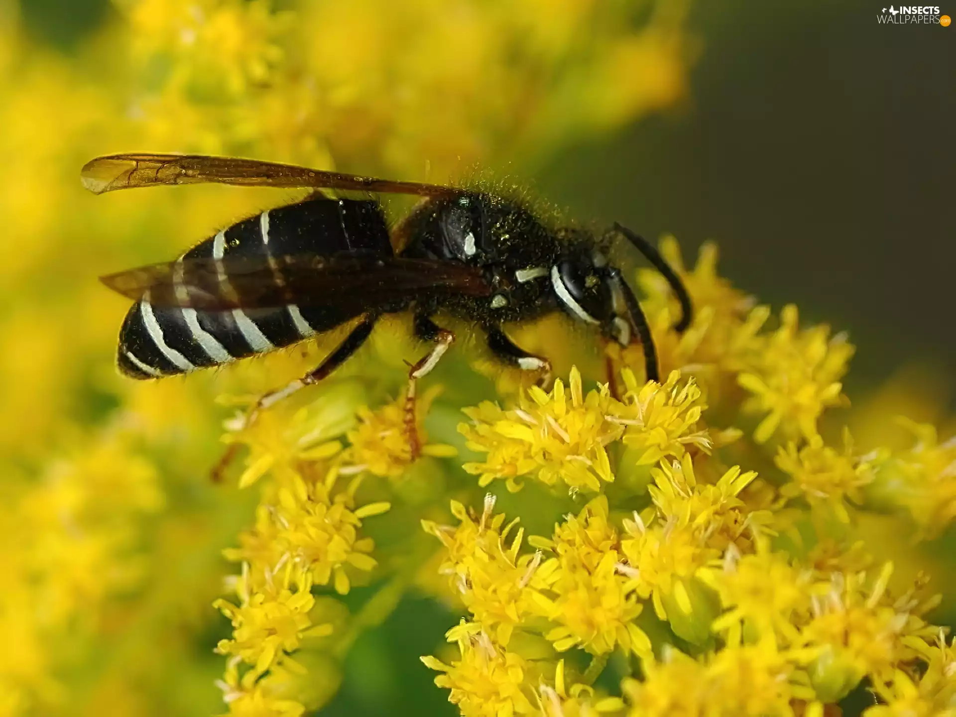 Flowers, wasp, Yellow