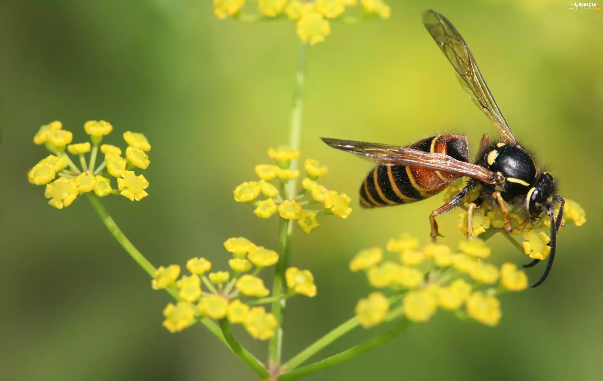 Flowers, wasp, Yellow