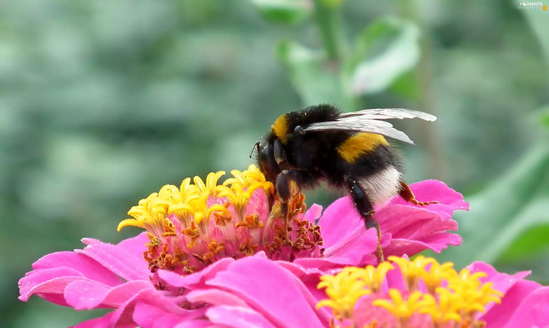 zinnia, dumbledor, Colourfull Flowers