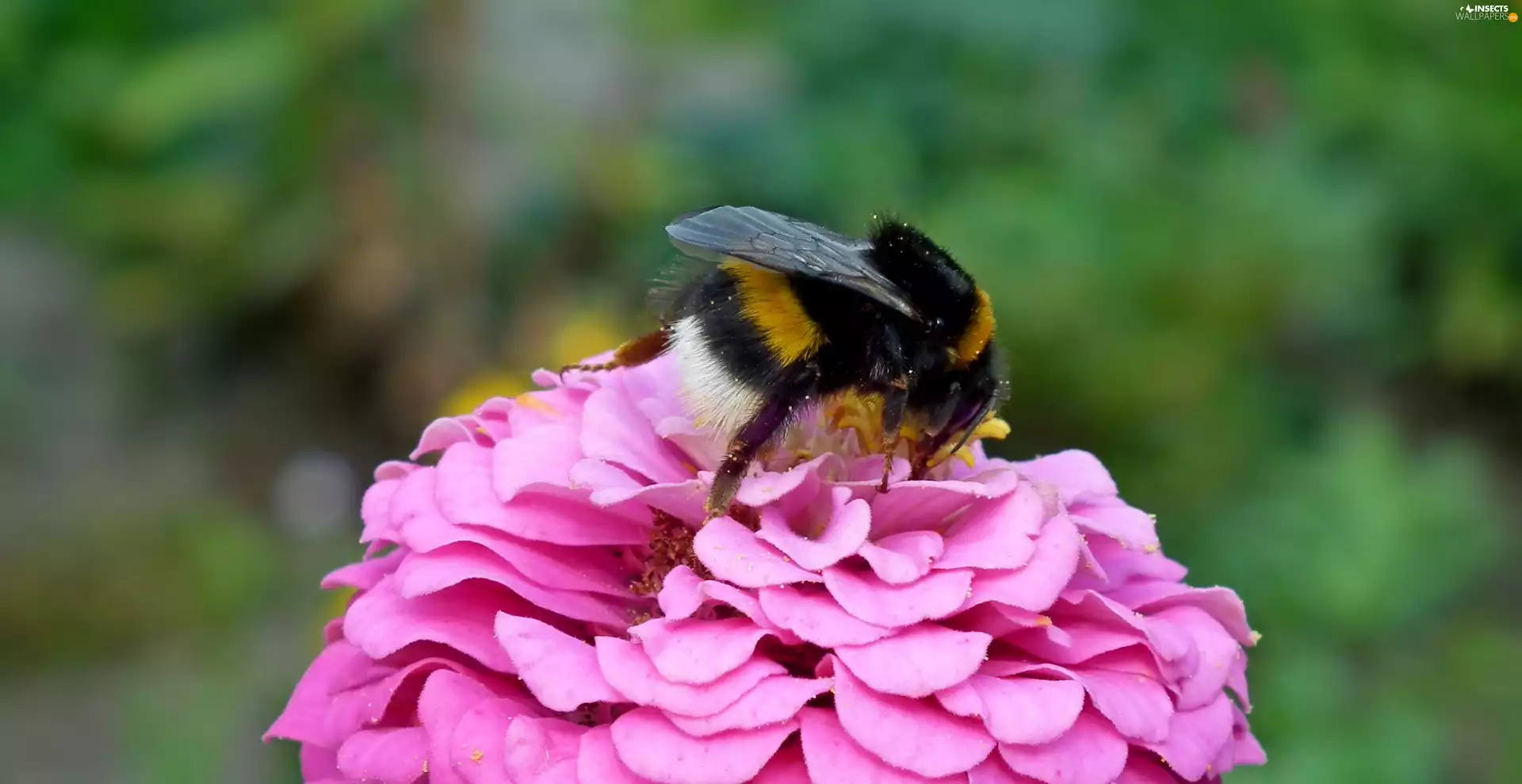 zinnia, dumbledor, Colourfull Flowers