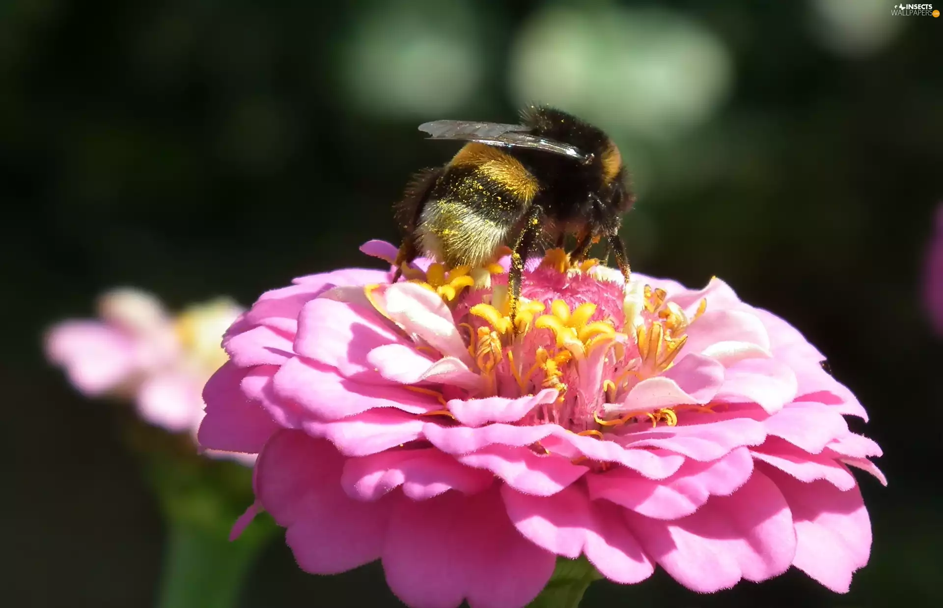 zinnia, dumbledor, Colourfull Flowers