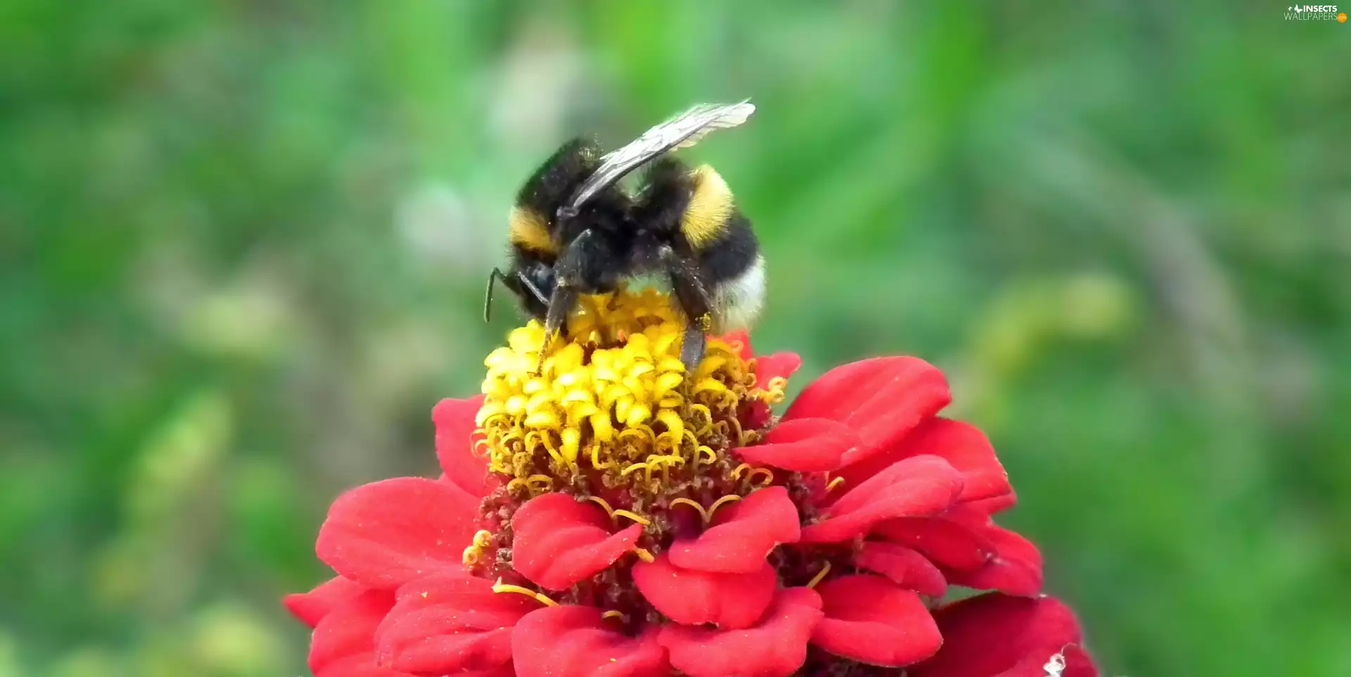 zinnia, dumbledor, Colourfull Flowers