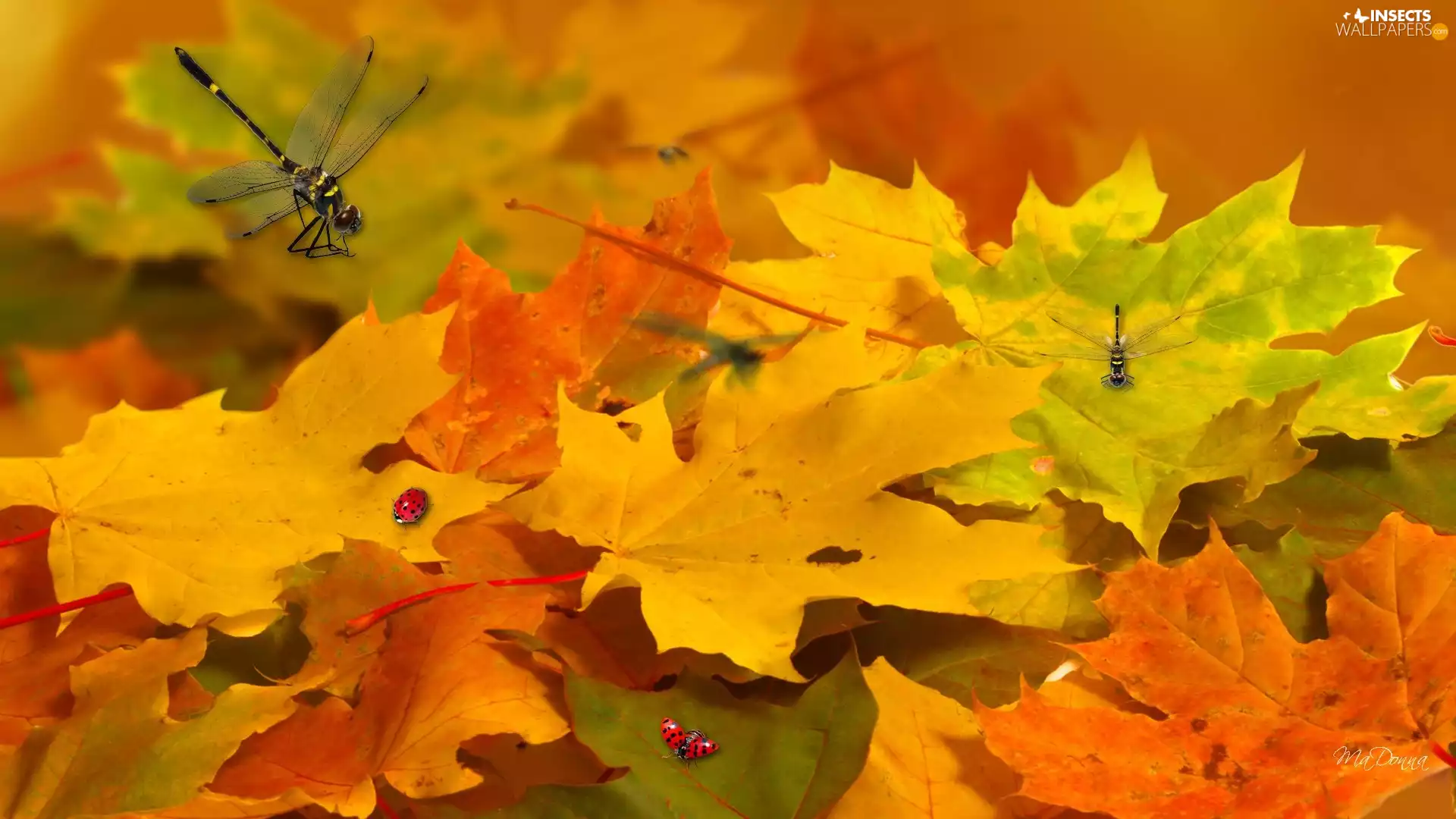 autumn, Leaf, dragon-fly