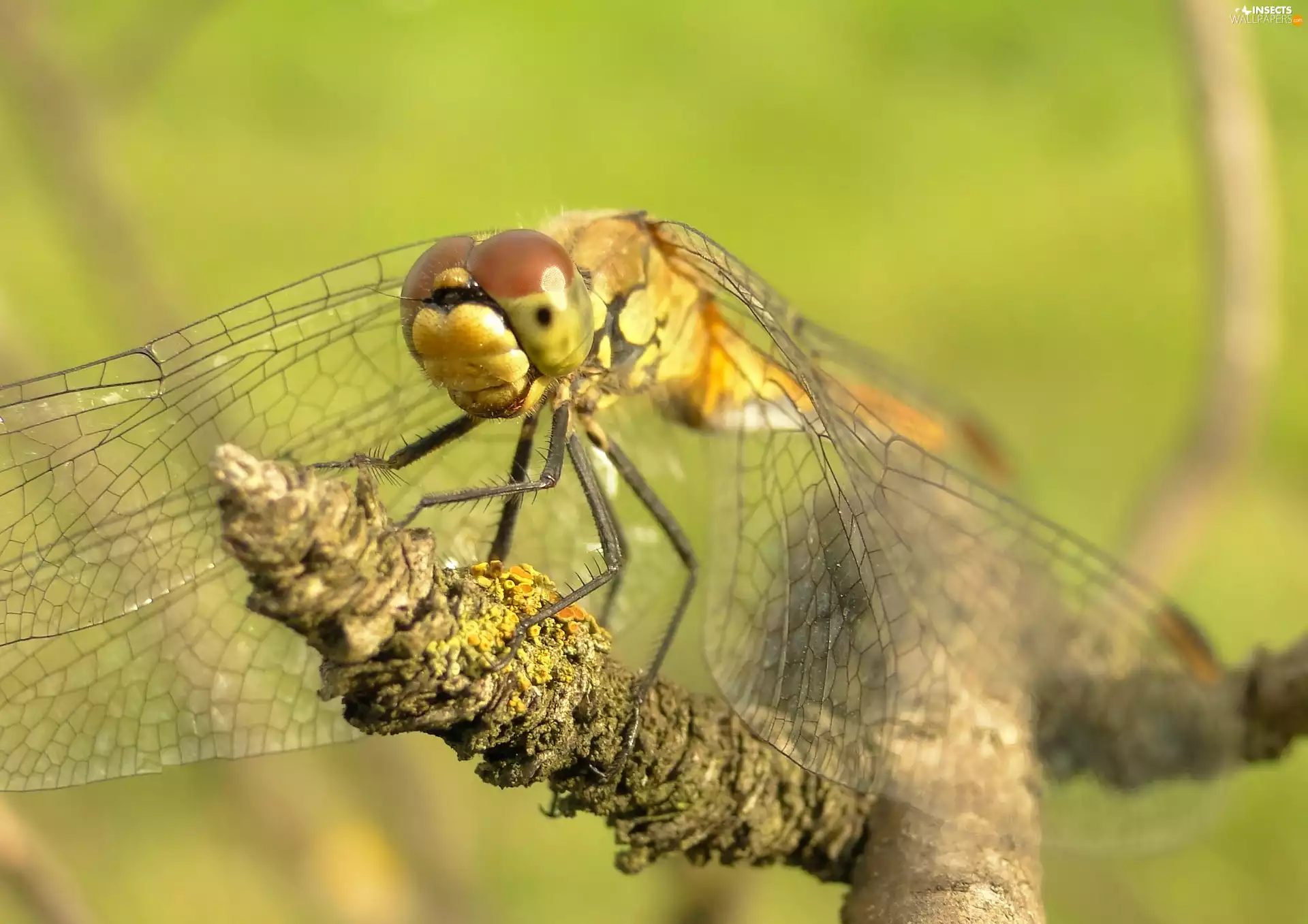 dragon-fly, Black-tailed Skimmer
