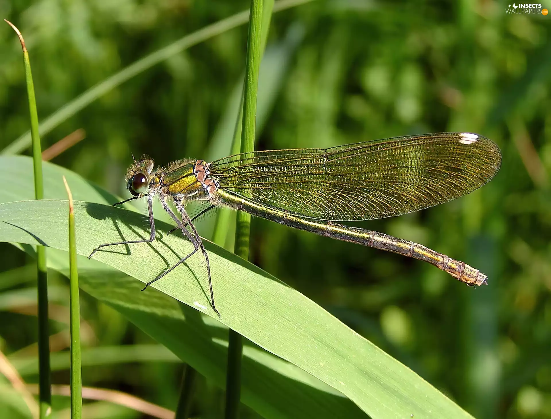 dragon-fly, blades, grass, Leaf