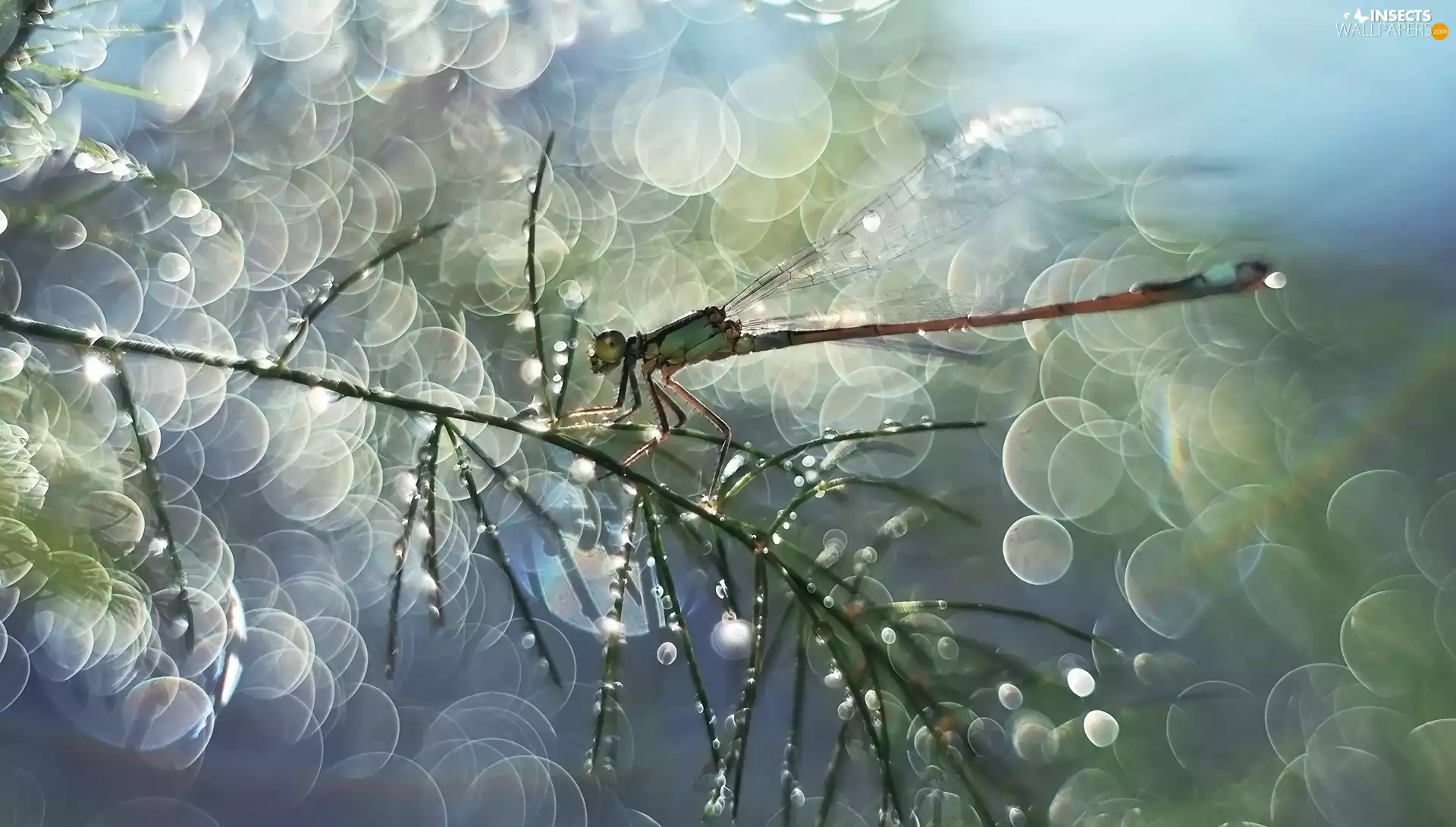 Bokeh, twig, dragon-fly