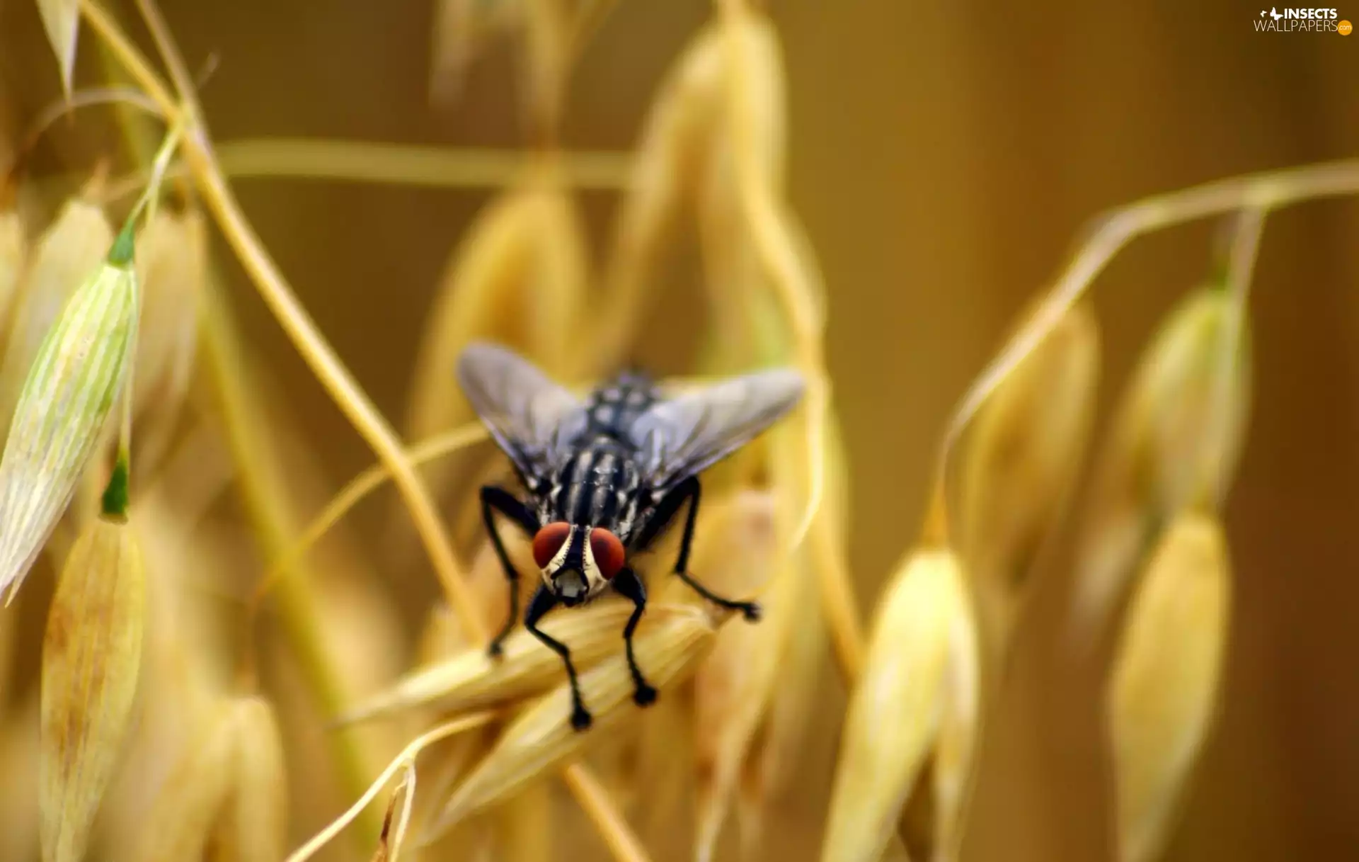 fly, Ears, cereals