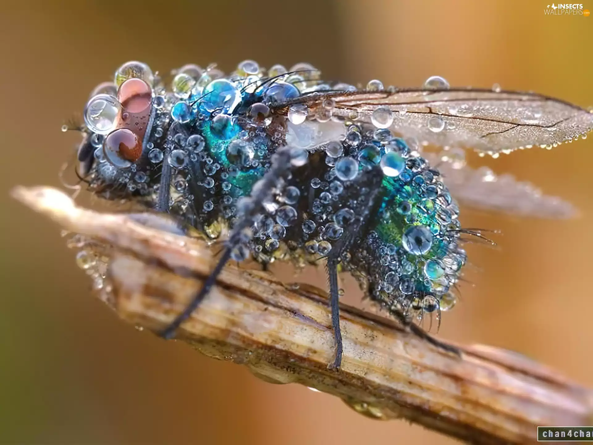 Coloured, drops, water, fly