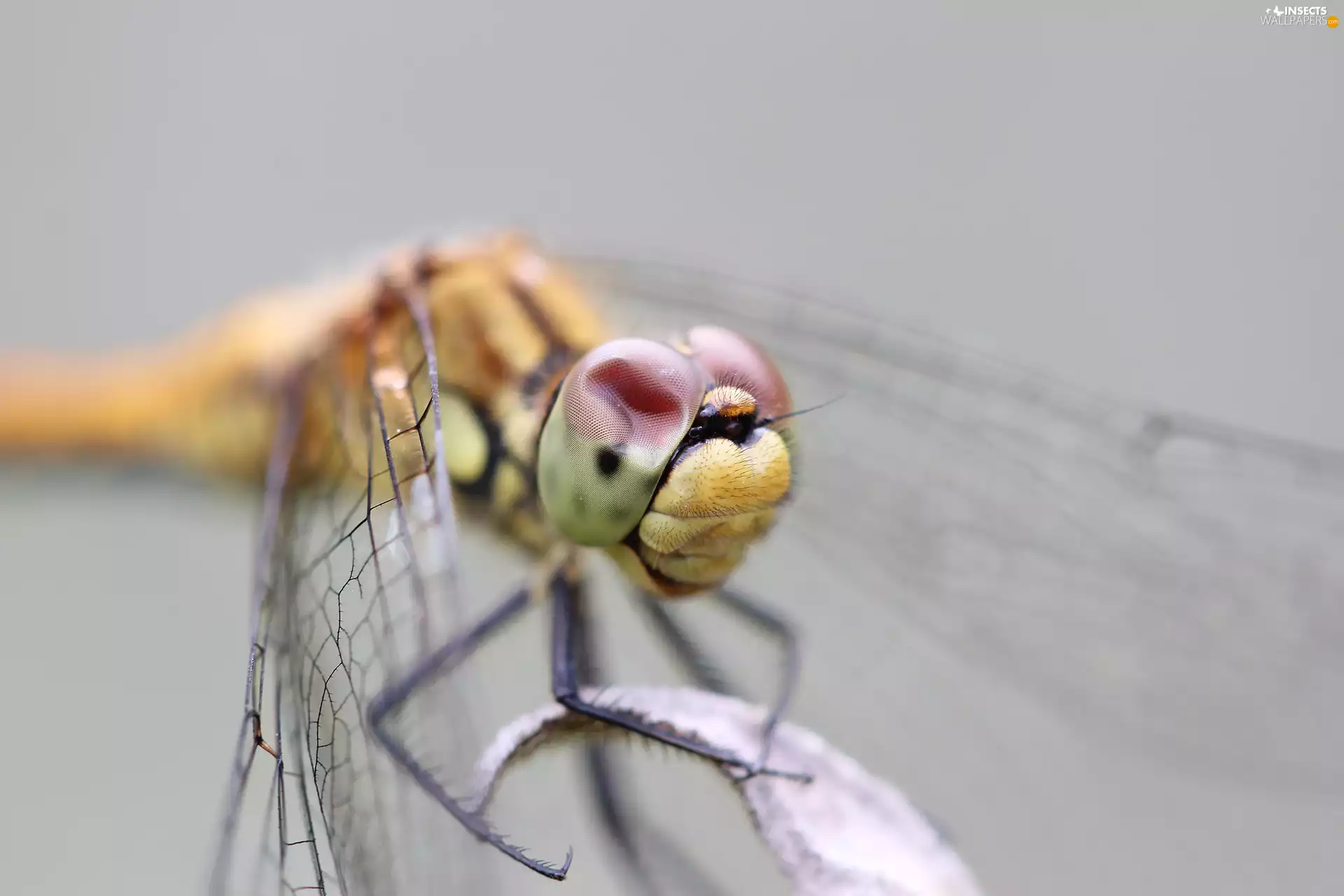 dragon-fly, Eyes, Insect, Head