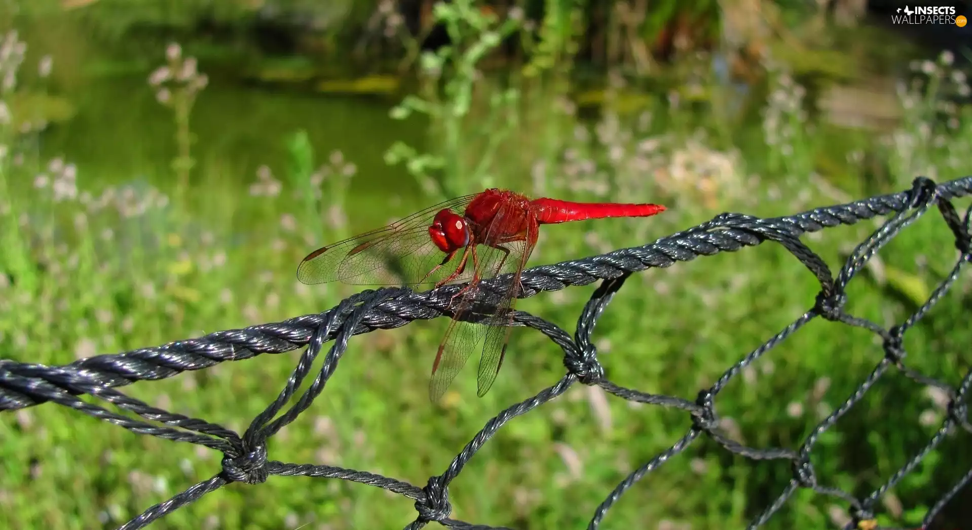 dragon-fly, fence, red hot