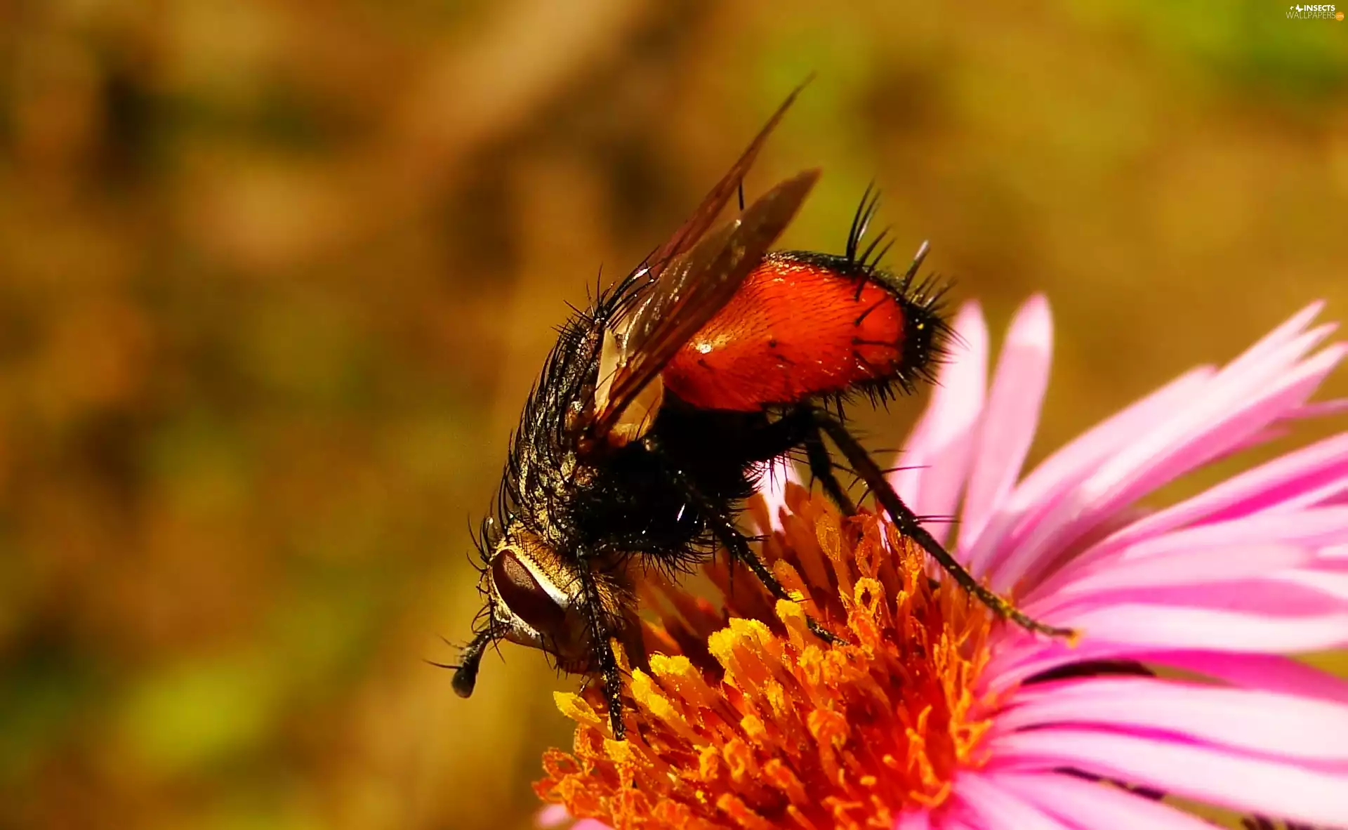 fly, Colourfull Flowers